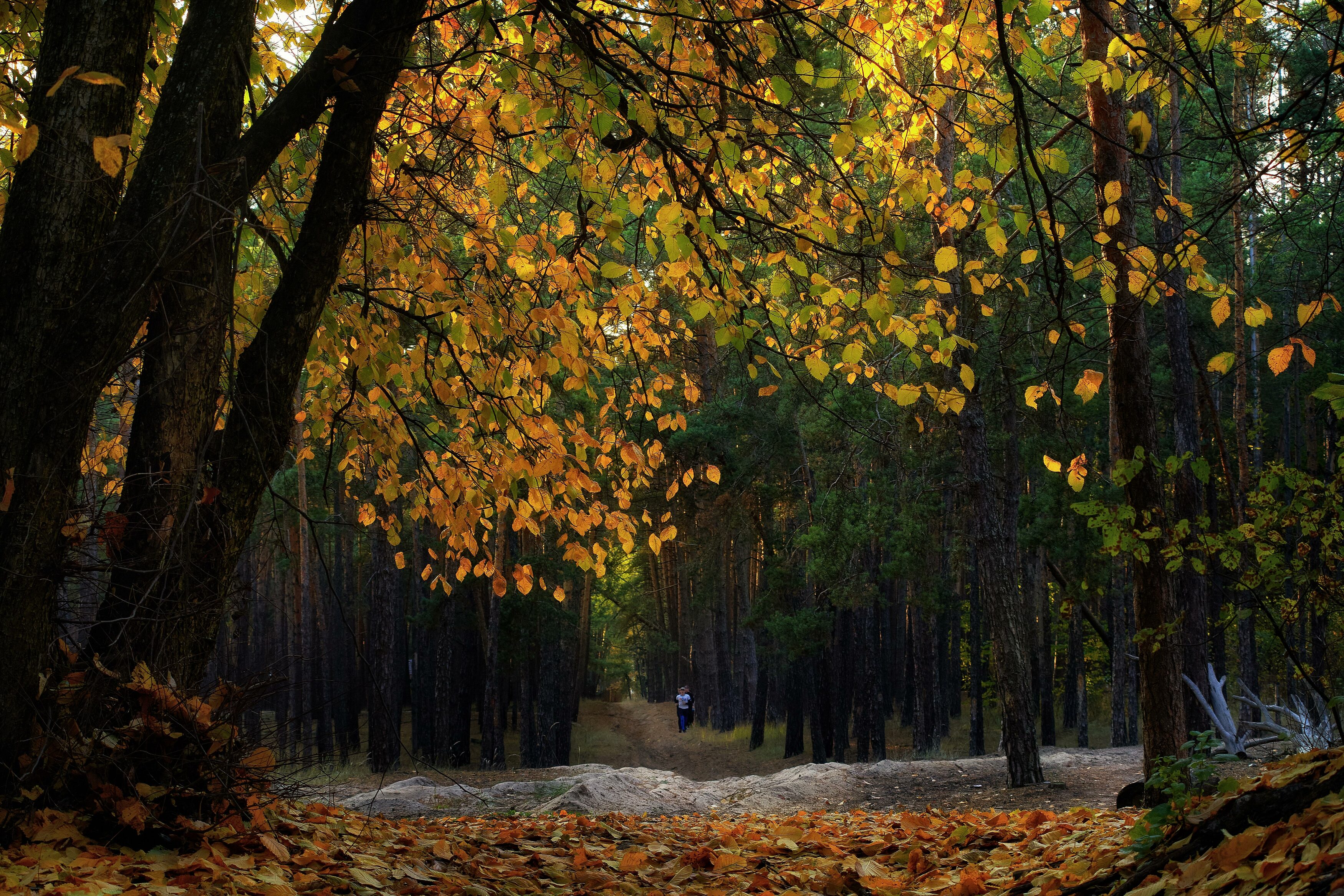 лес, вечер, осень, листва, пейзаж, природа, Михаил Кудрявцев