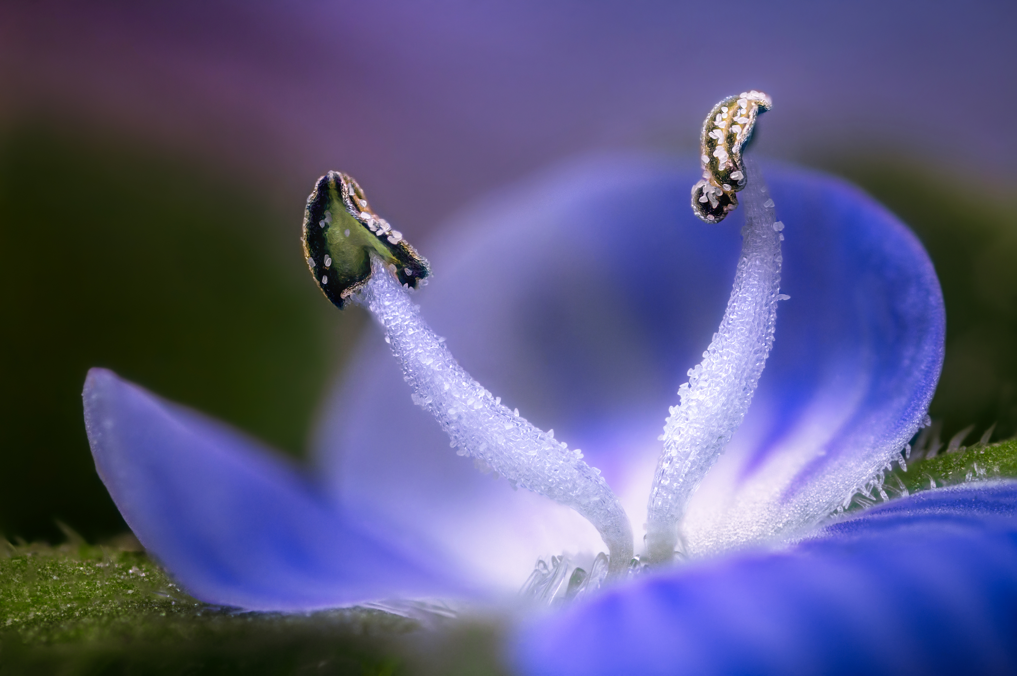 цветок природа флора макро фон боке фотография свет цвет, Еремеев Дмитрий