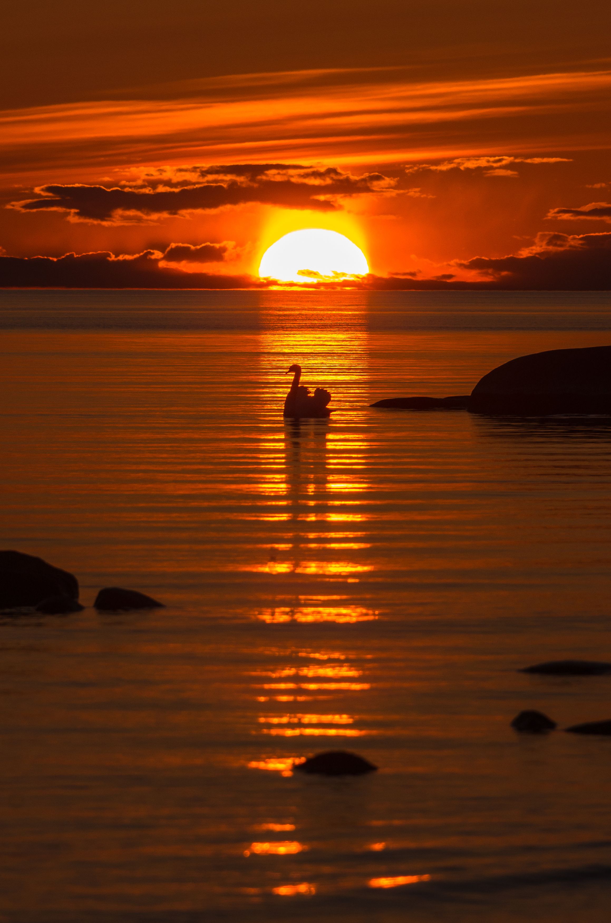 #estonia, #eesti, #visitestonia, #visiteesti, #lahemaa, #harjumaa, #visitlahemaa, #lahemaanationalpark, #lahemaarahvuspark, #sunset, #sunsetphotography, #sunsetlovers, #sunsetoftheday, #burningsky, #redsun, #swan, #sunway, Nikolai Mordan