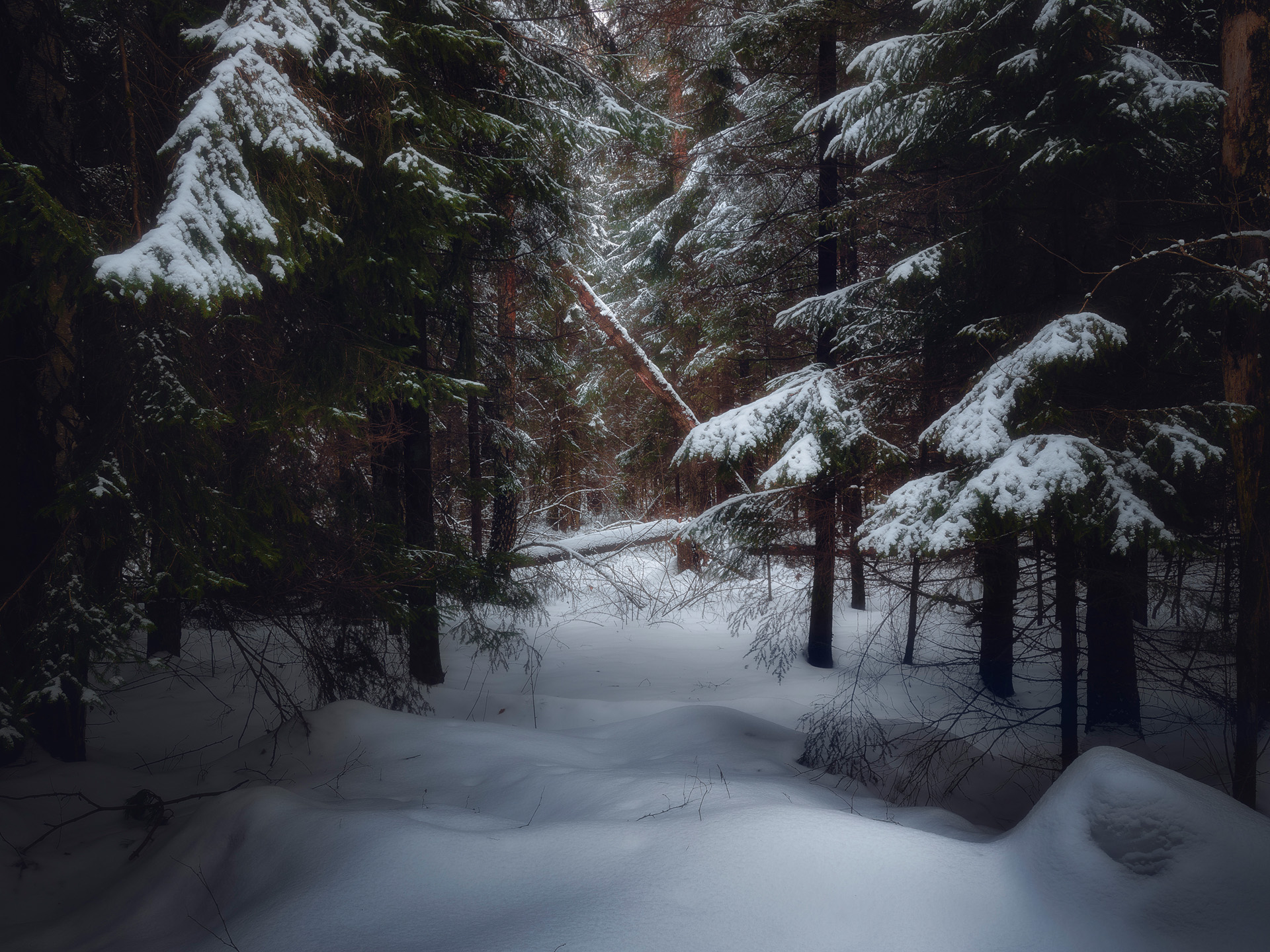 лес,  деревья, пейзаж, зима, снег, Валерий Вождаев