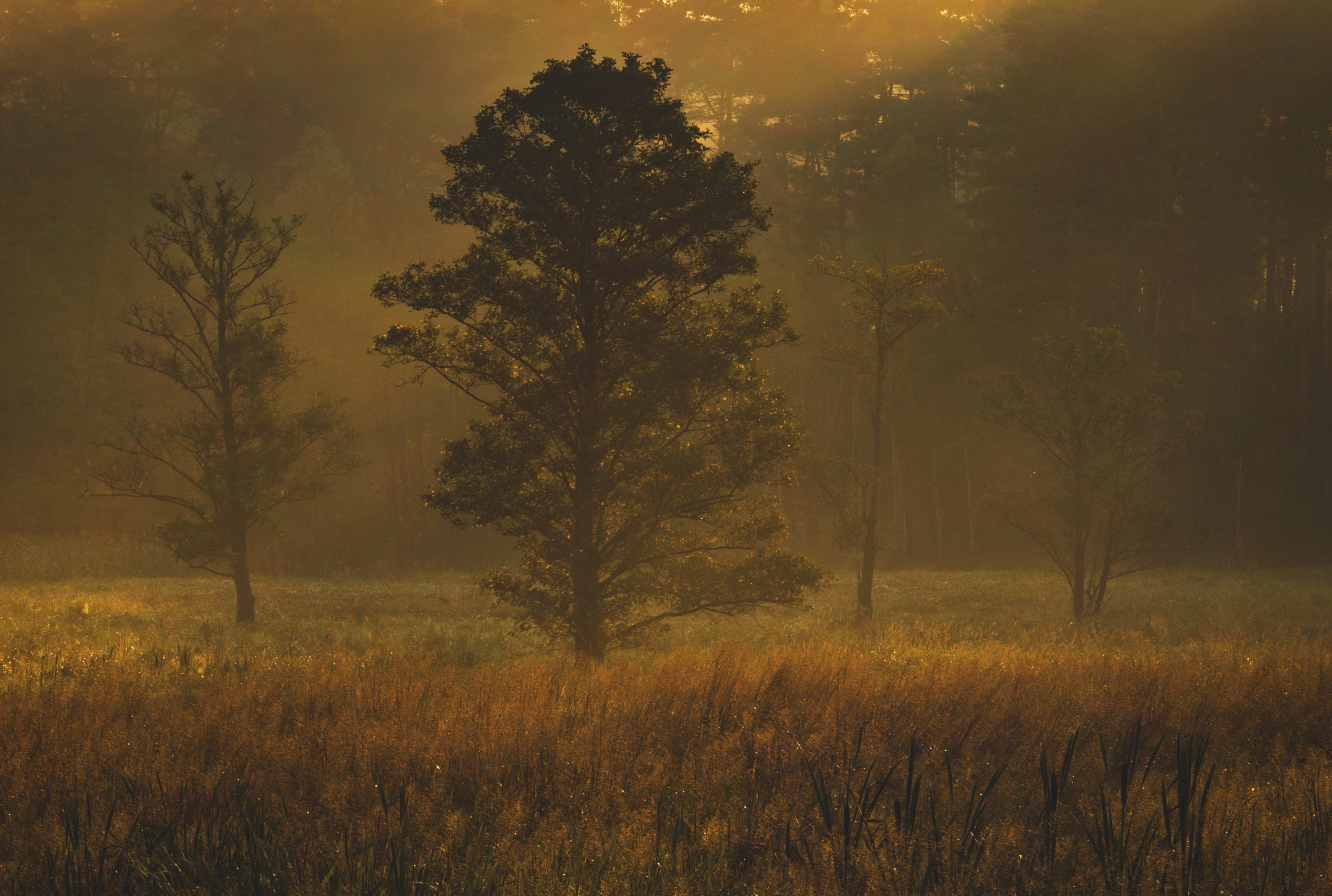 Horizontal, Gold, Tree, Tranquil, Fog, Nature,  Landscape, Kalety, Goldenhour, Cyfka, Damian Cyfka