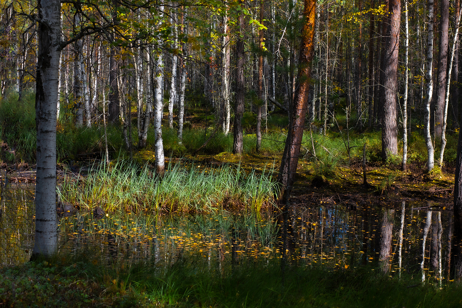лес, болото, осень, озеро, Наталия Колтакова