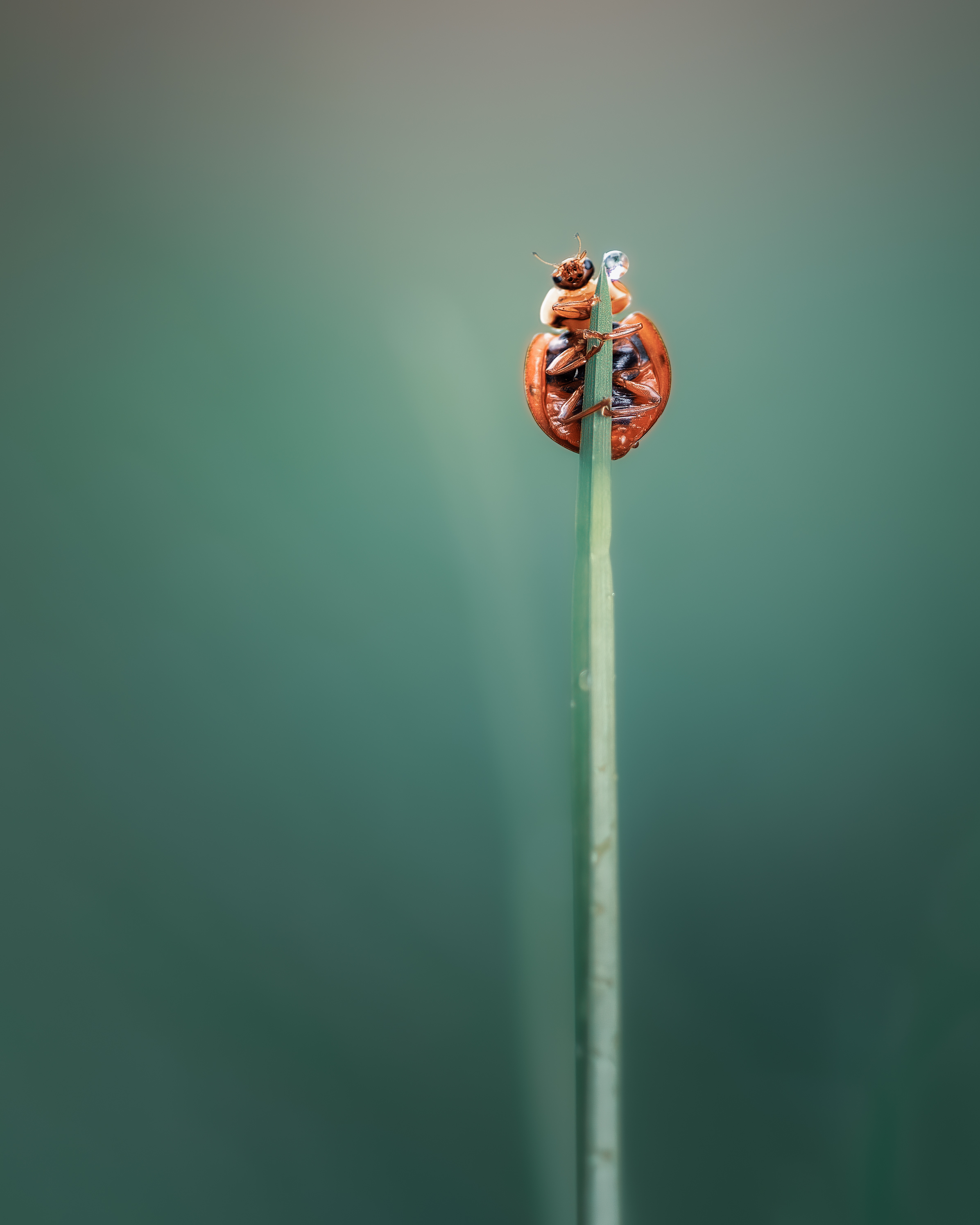 ladybug, beetle, insect, flower, macro, bugs, ladybird,, Atul Saluja