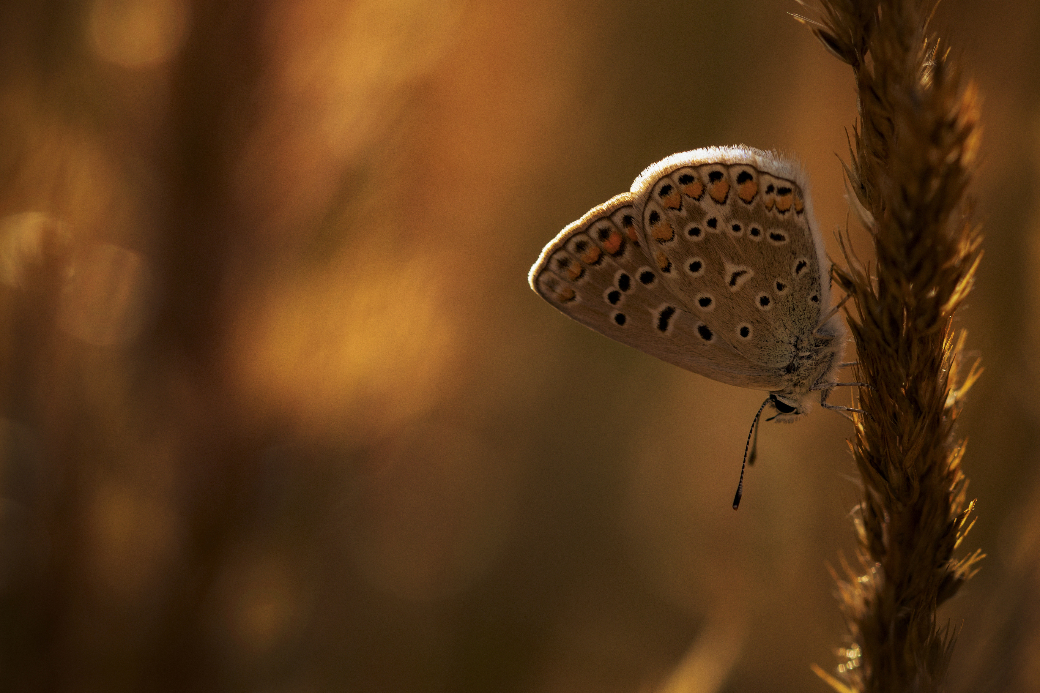 Wildlife, Insect, Close-up, Nature, Blue, Butterfly, Animal, Lycaenidae, Blue, buterfly, Gold, Bokeh, Macro, Damian Cyfka