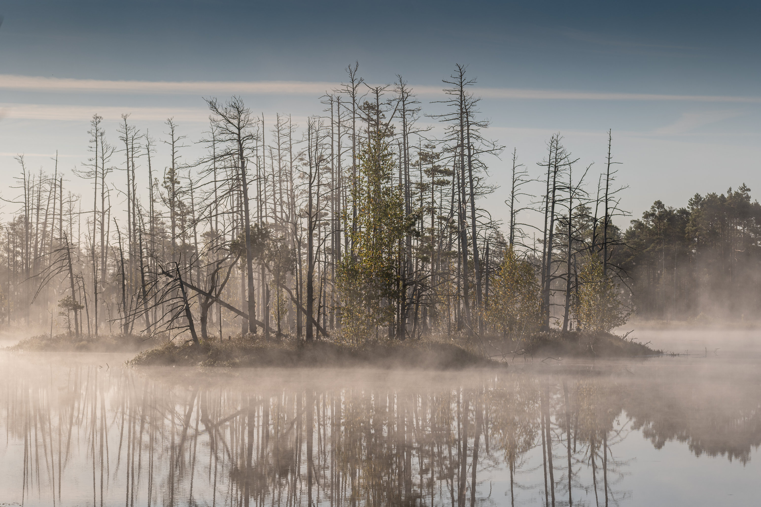 #tireli, #болото, #утро, #туман, #рассвет, Nikolay Gordon