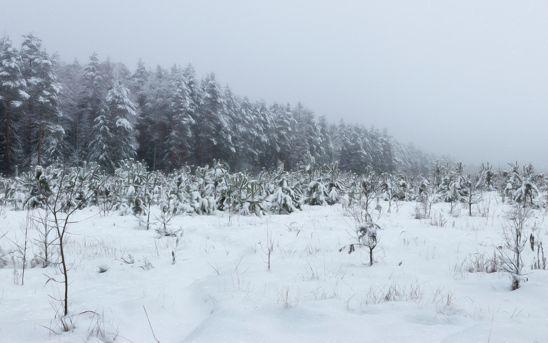 лес, зима, Валерий Вождаев