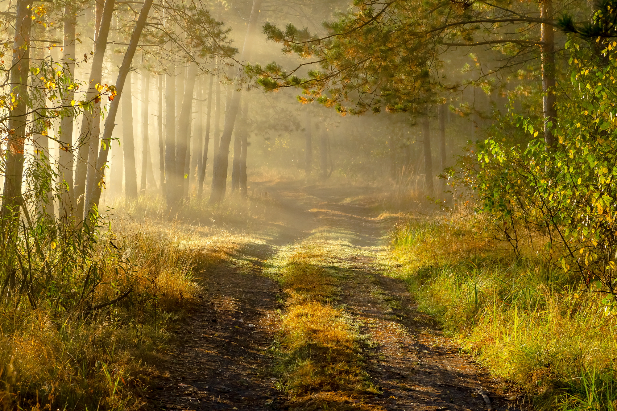 лес, туман, утро, осень, пейзаж, Юрий Морозов