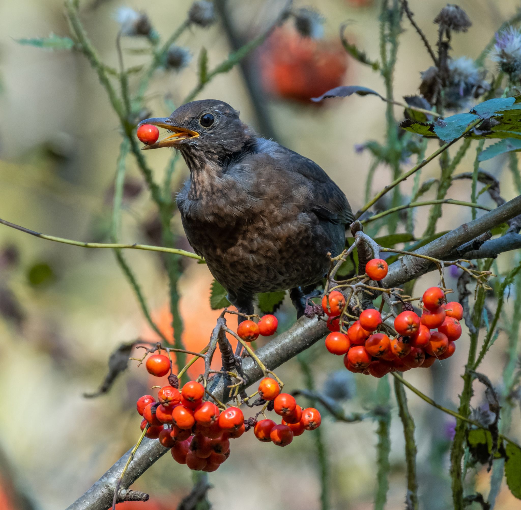 Рябиновый лист. Рябина мелколистная. Опыты с рябиной для детей. Едят ли рябину люди. Рябина красная полезные.