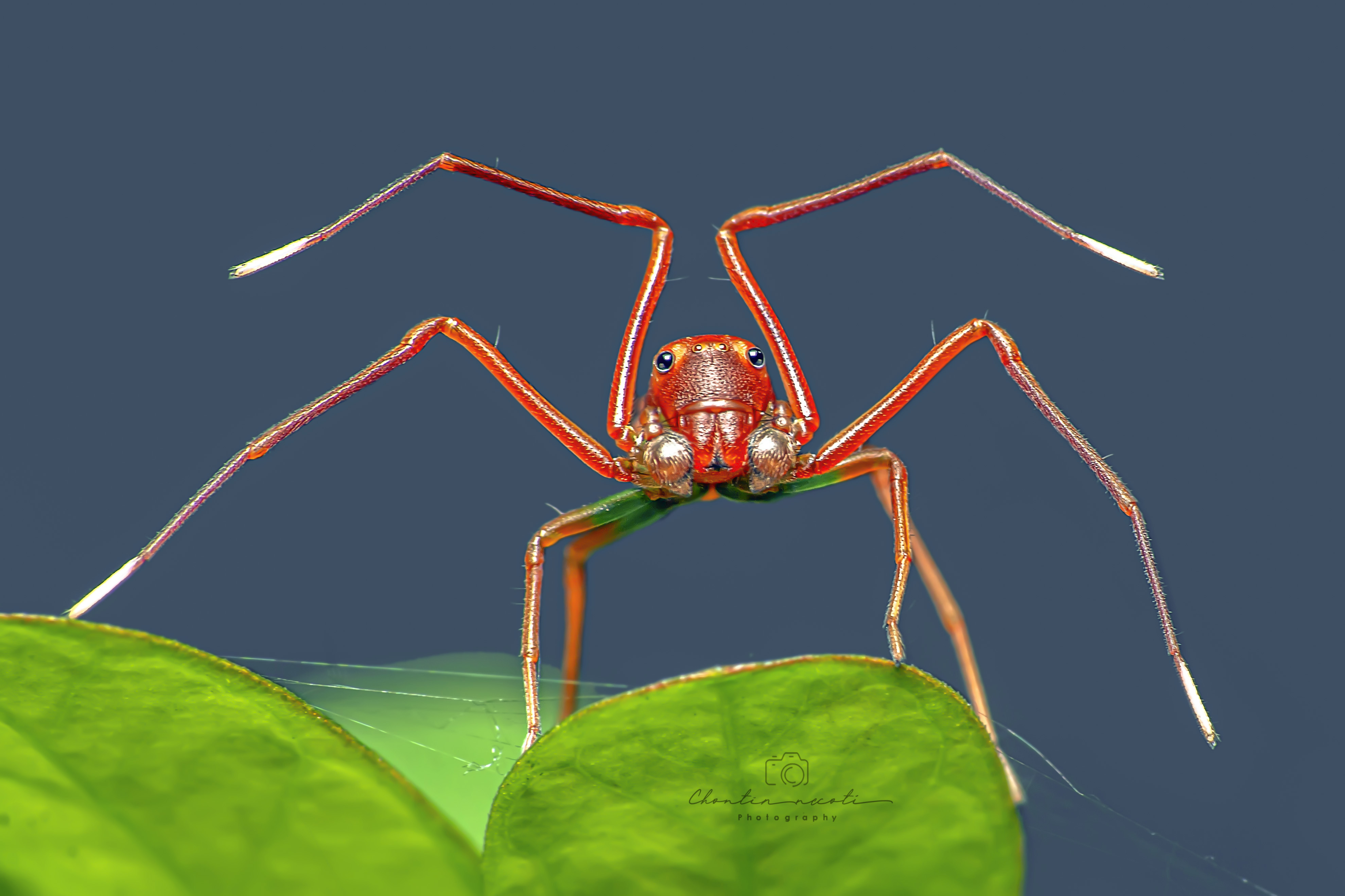 nhện giả kiến, amyciaea, nature, macro, animal, spider, legs, green, beauty, beautiful, eyes, long leg, NeCoTi ChonTin