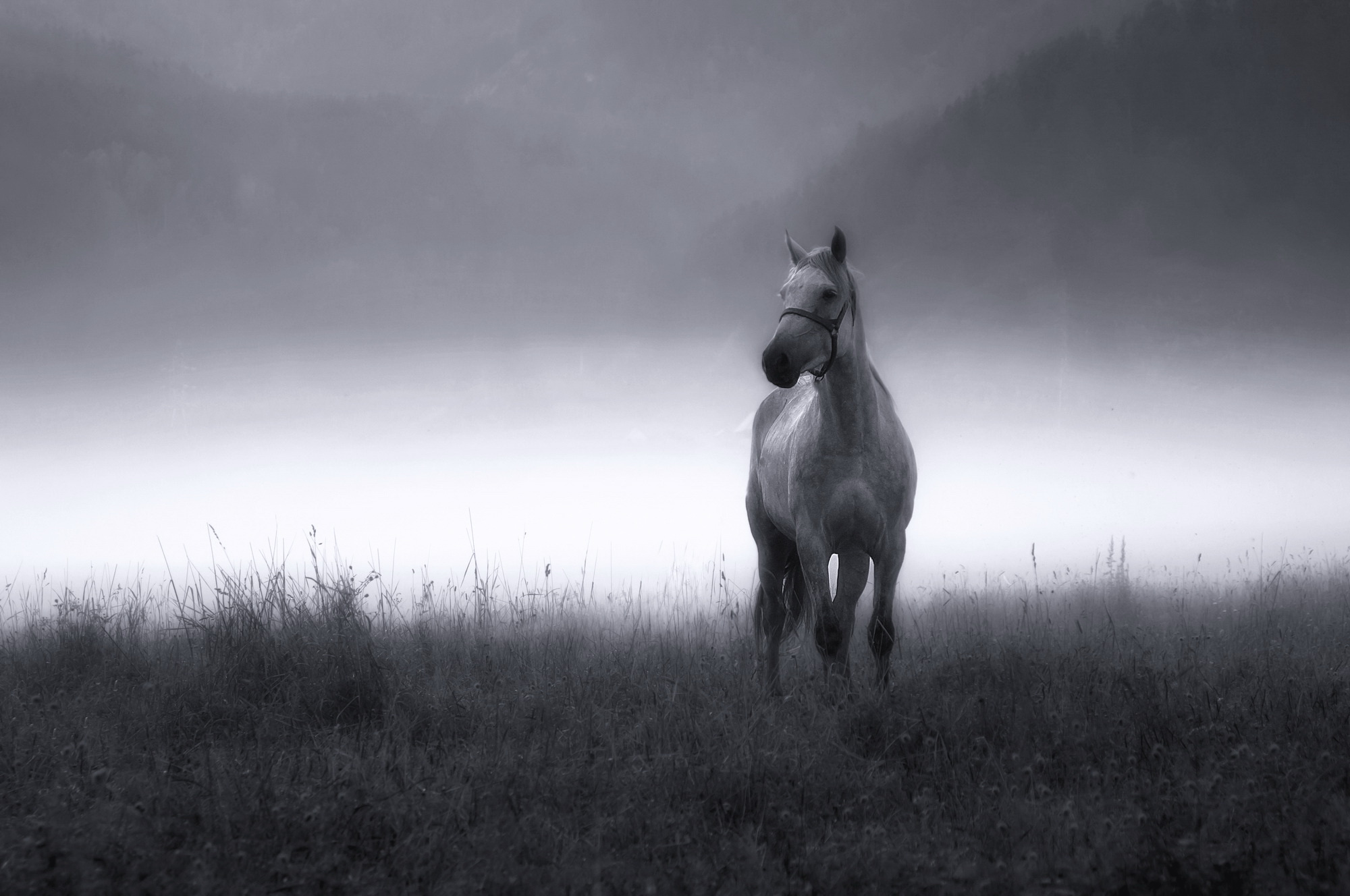На сером коне. Лошадь в тумане. Красивые лошади в тумане. Одинокая лошадь. Лошади одиночки.