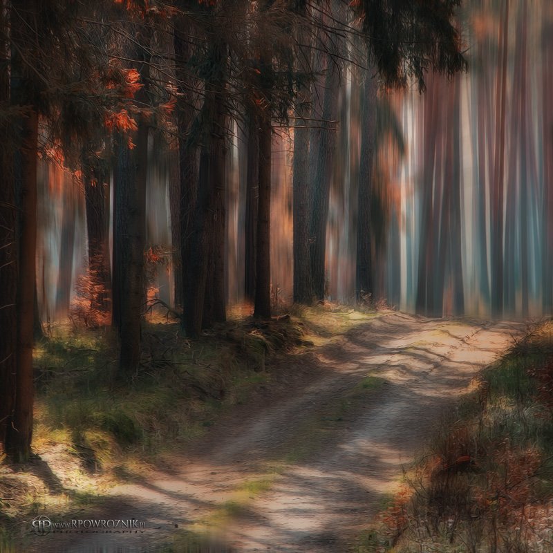 Forest, Manipulation, Nature, Rpowroznik, Trees, Robert Powroźnik