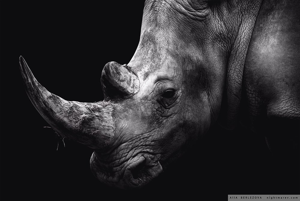 black and white, rhino, носорог, черно-белое, Alla