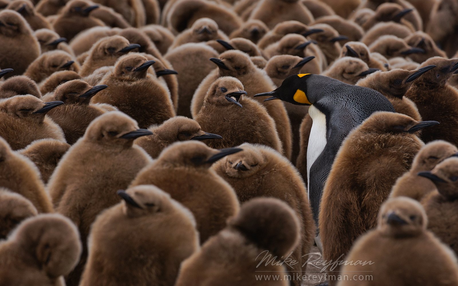 salisbury, plain king penguins south georgia sub-antarctic, Майк Рейфман