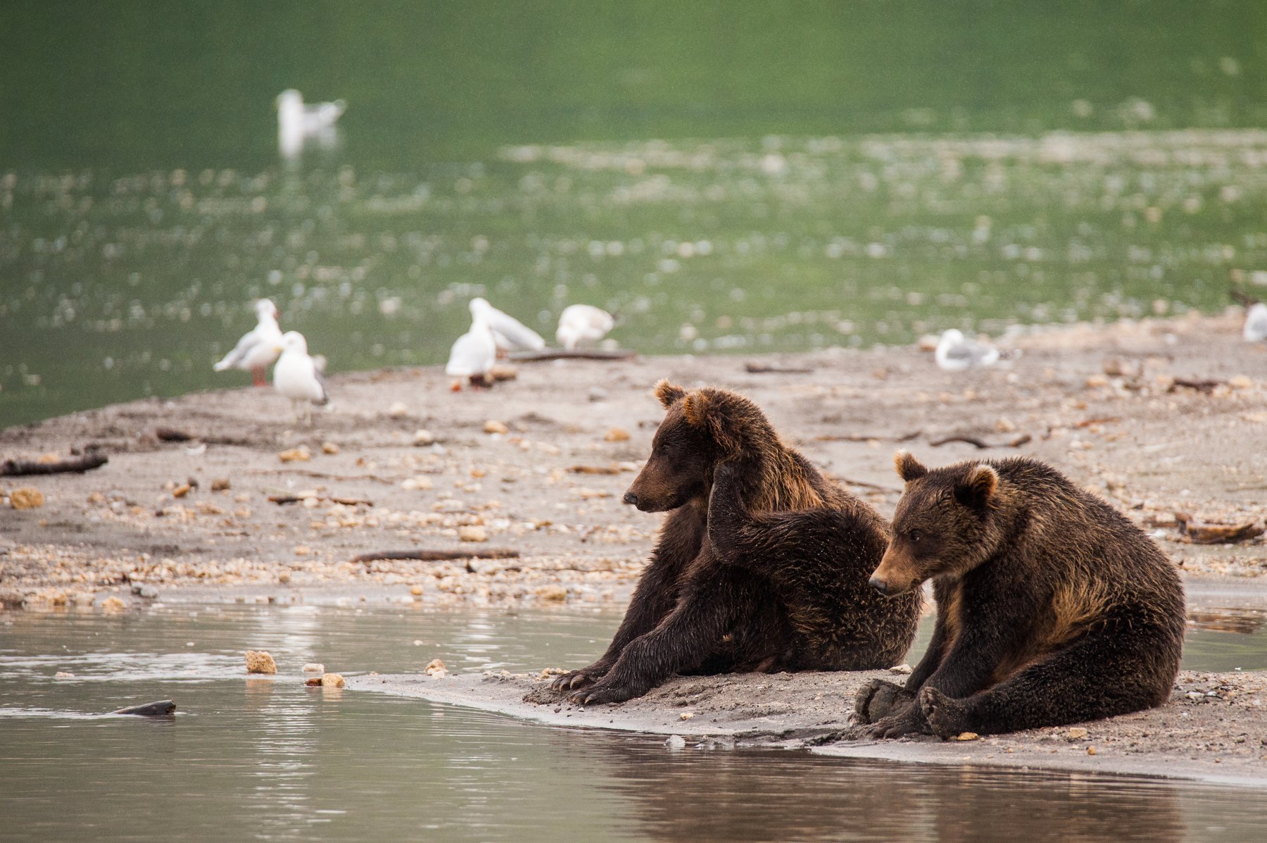 медведь, камчатка, курильское озеро, чайка, дикая природа, Igor Ivanko