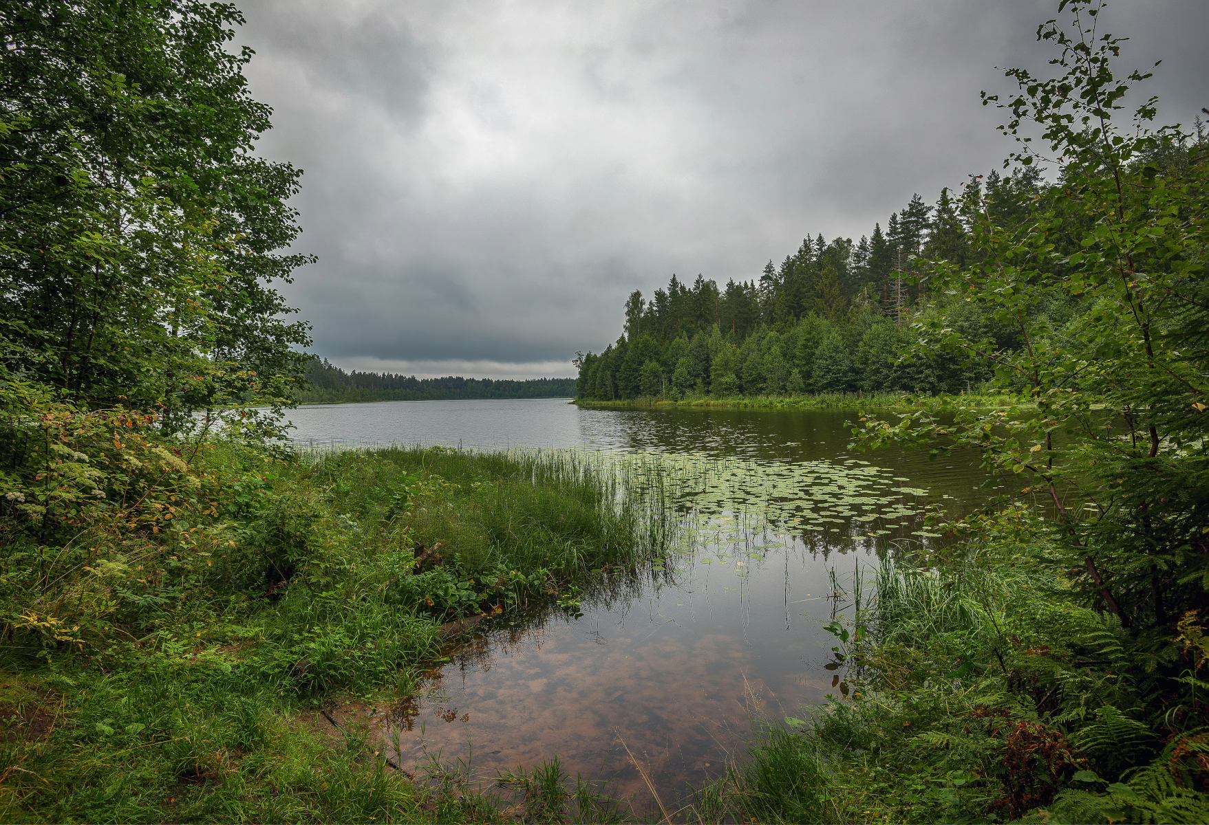 озеро, лес, пасмурно, Сергей Аникин