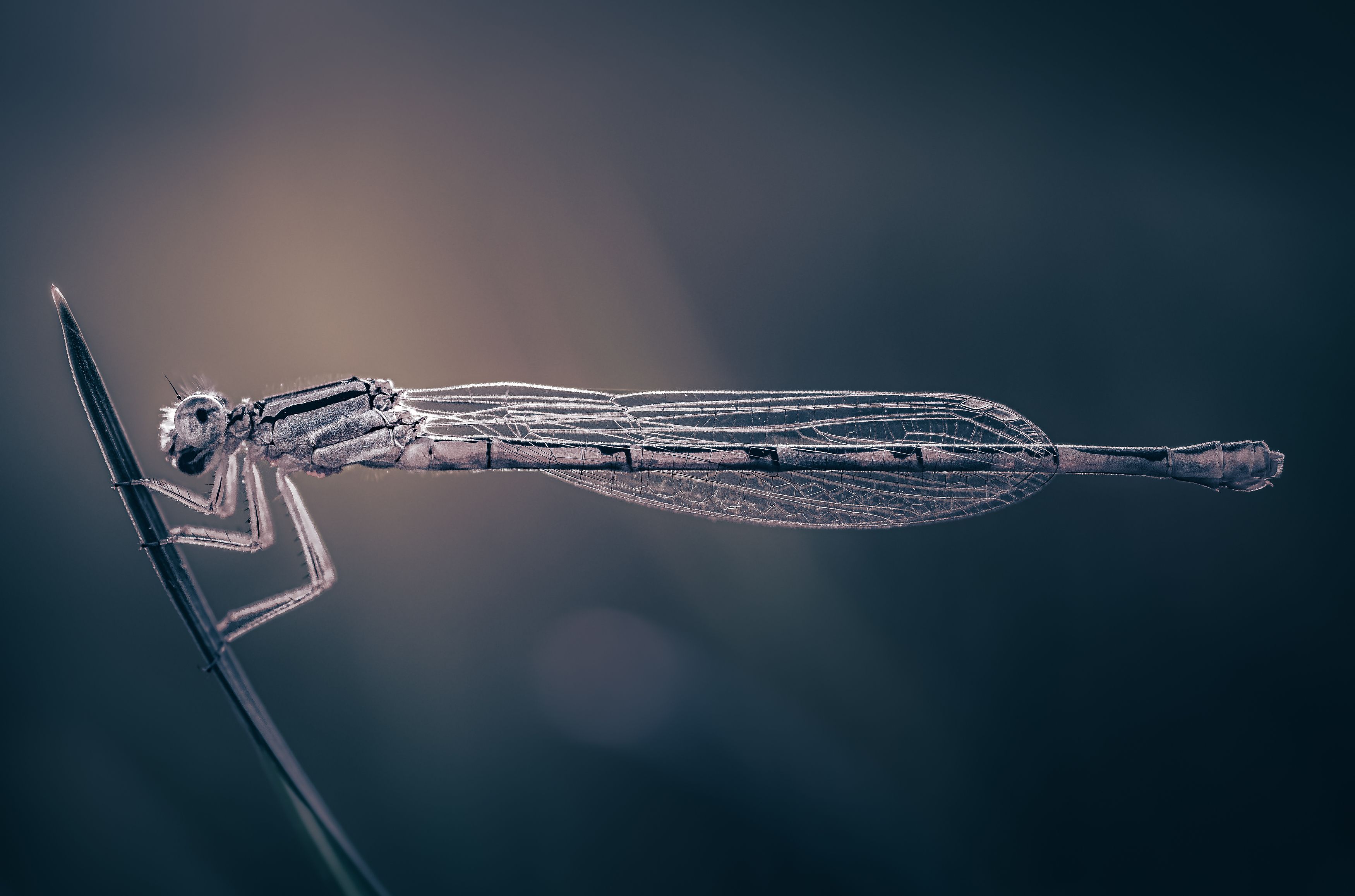 damselfly, dragonfly, insect, grass, sunset, dusk, evening, bug, macro, blade, grassland,, Atul Saluja