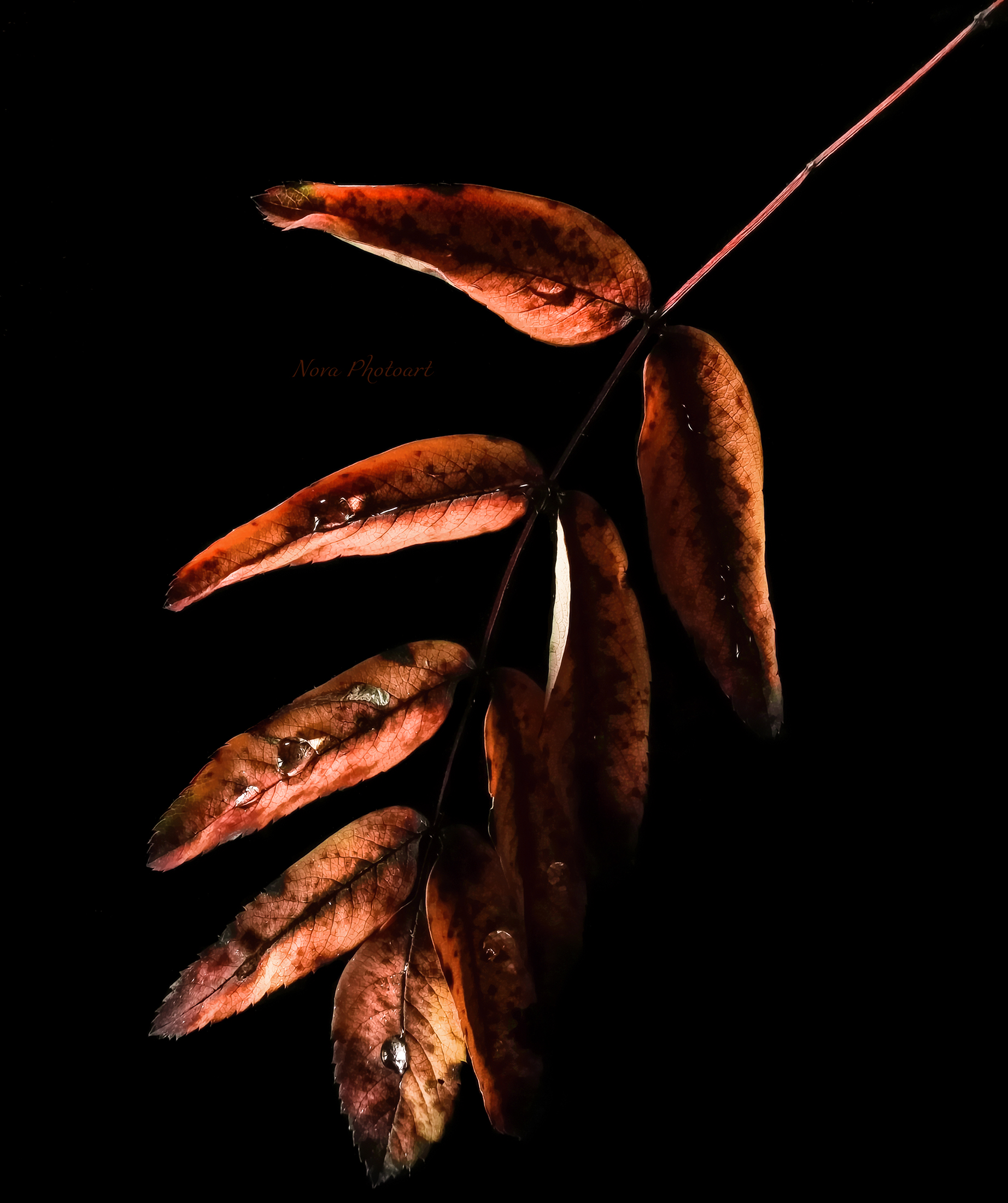 листья, листва, осень, осеннее, макро, Svetlana Smirnova