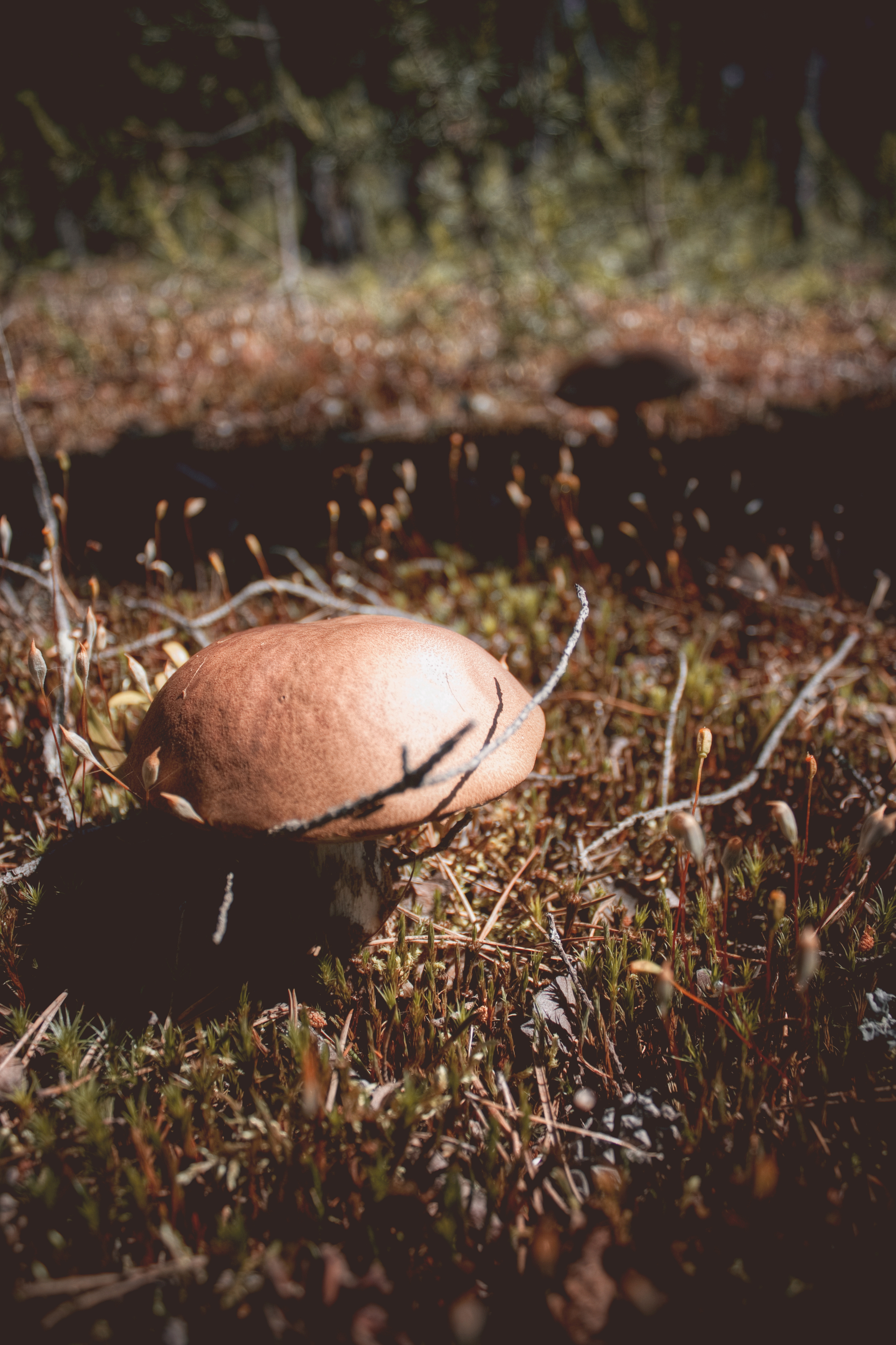 гриб, грибы, осень, лес, поляна, полянка, Vladimir Kedrov