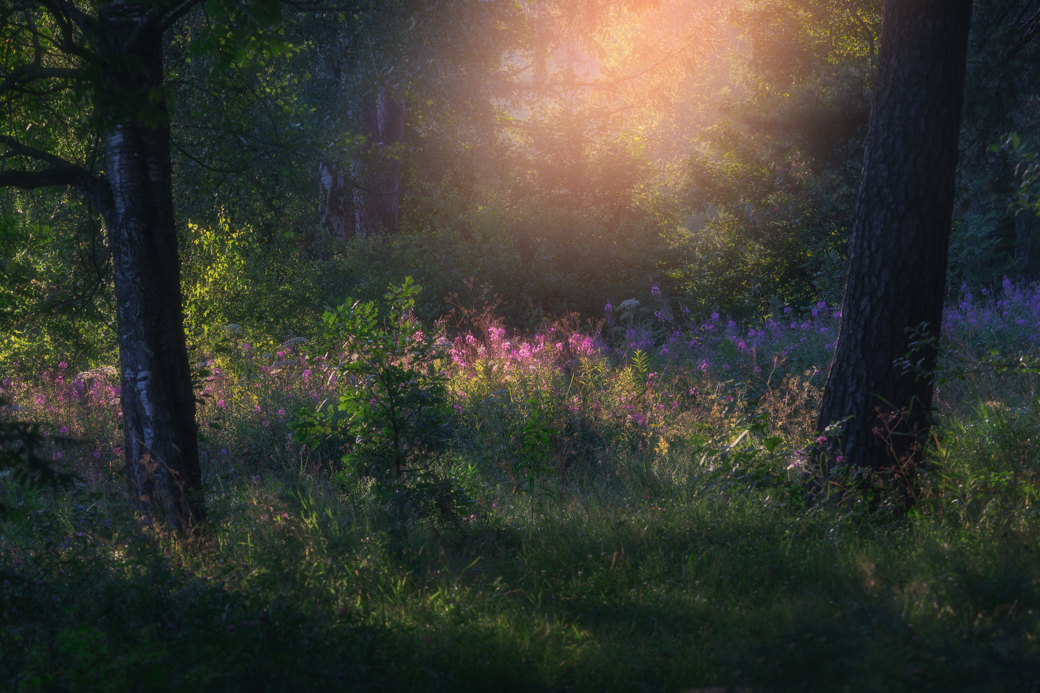 природа, пейзаж, утро, утро в лесу, рассвет, Мартыненко Дмитрий