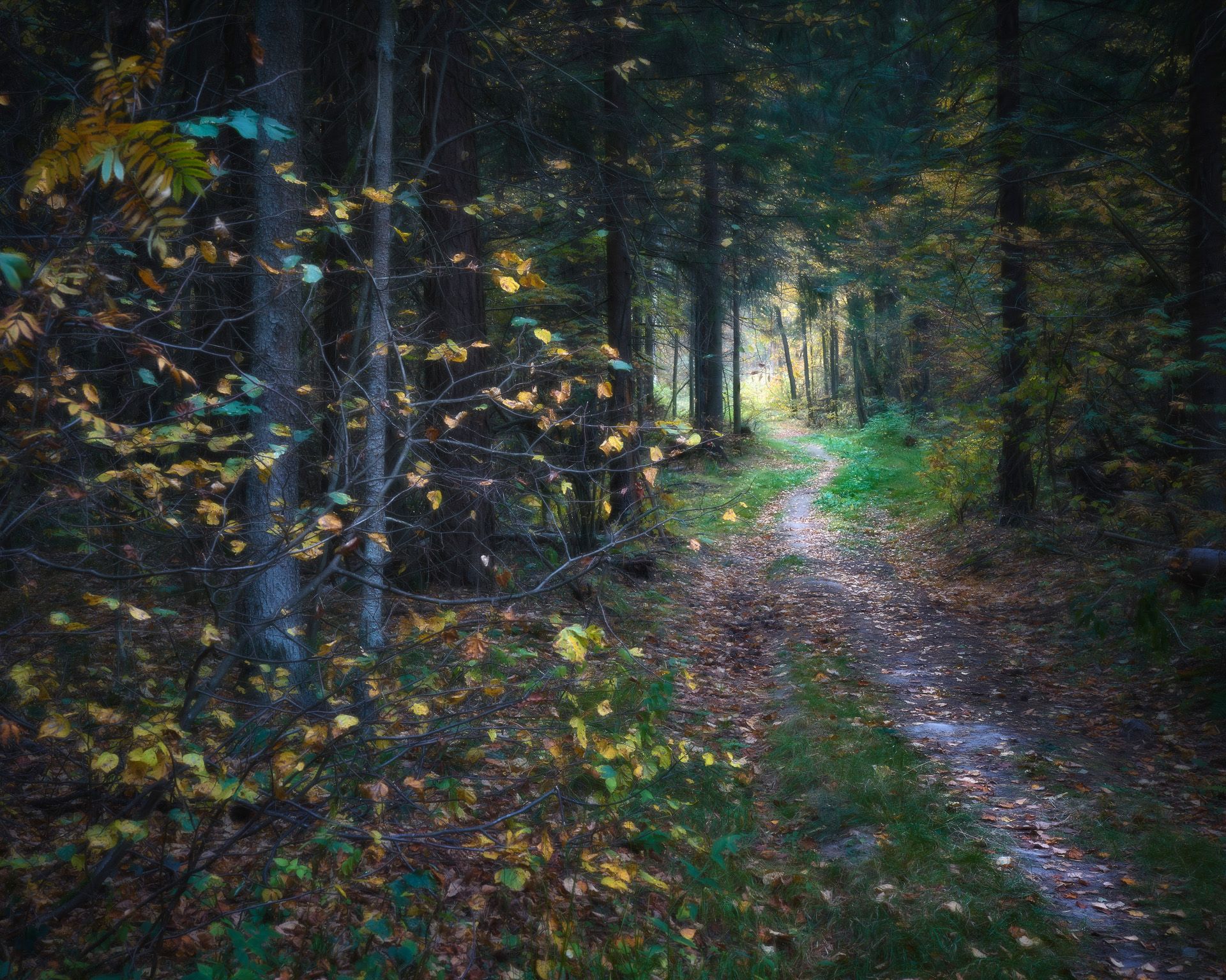 осень, лес, Валерий Вождаев