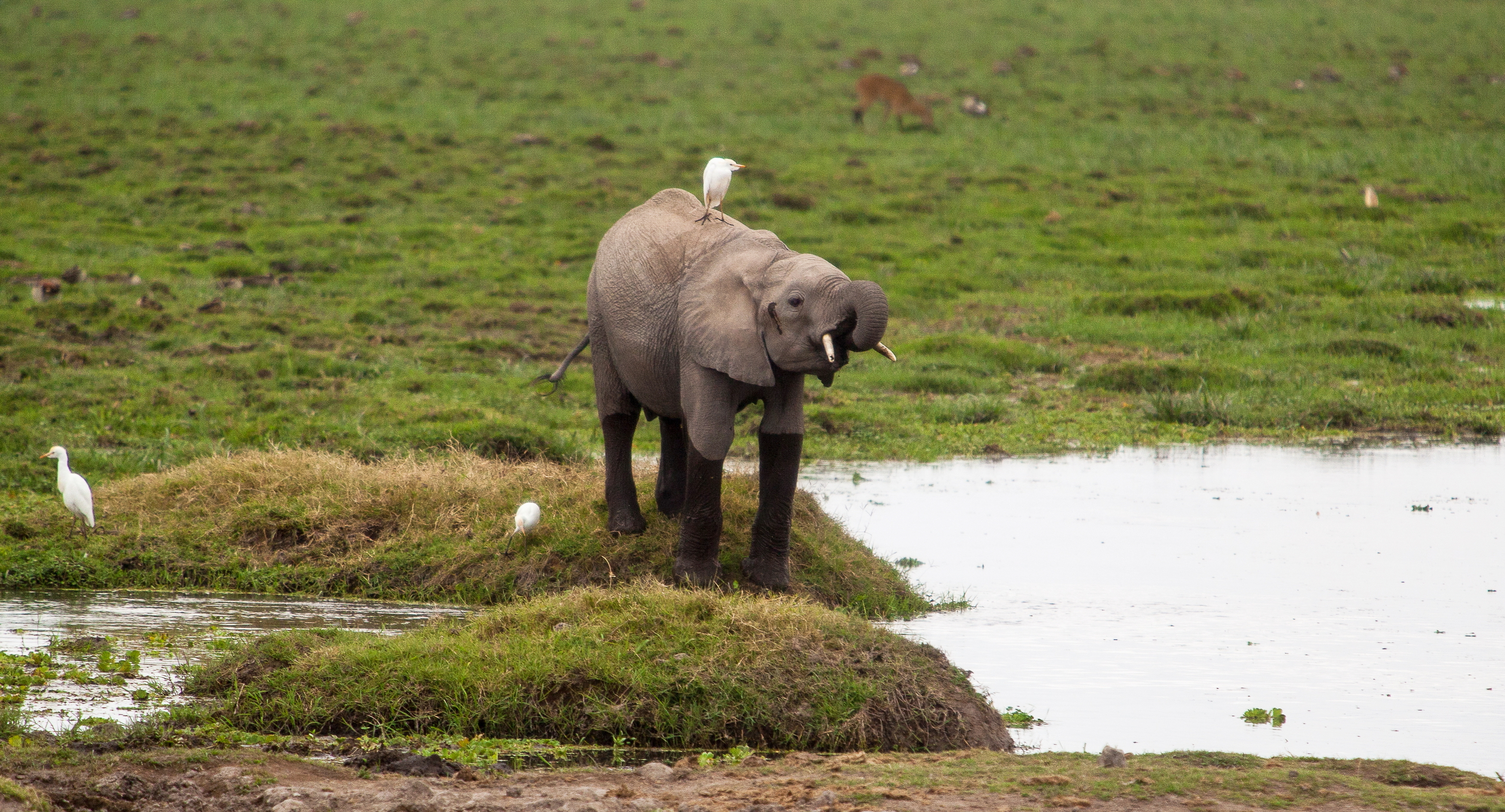 Кения сафари слон, Lilia Tkachenko