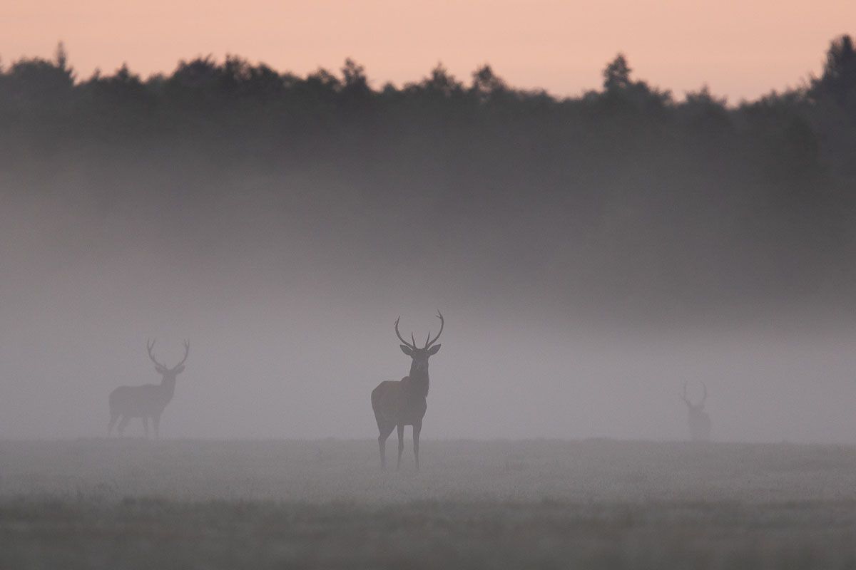 ssaki,las,puszcza białowieska,jelenie, Zakrzewski Marcin