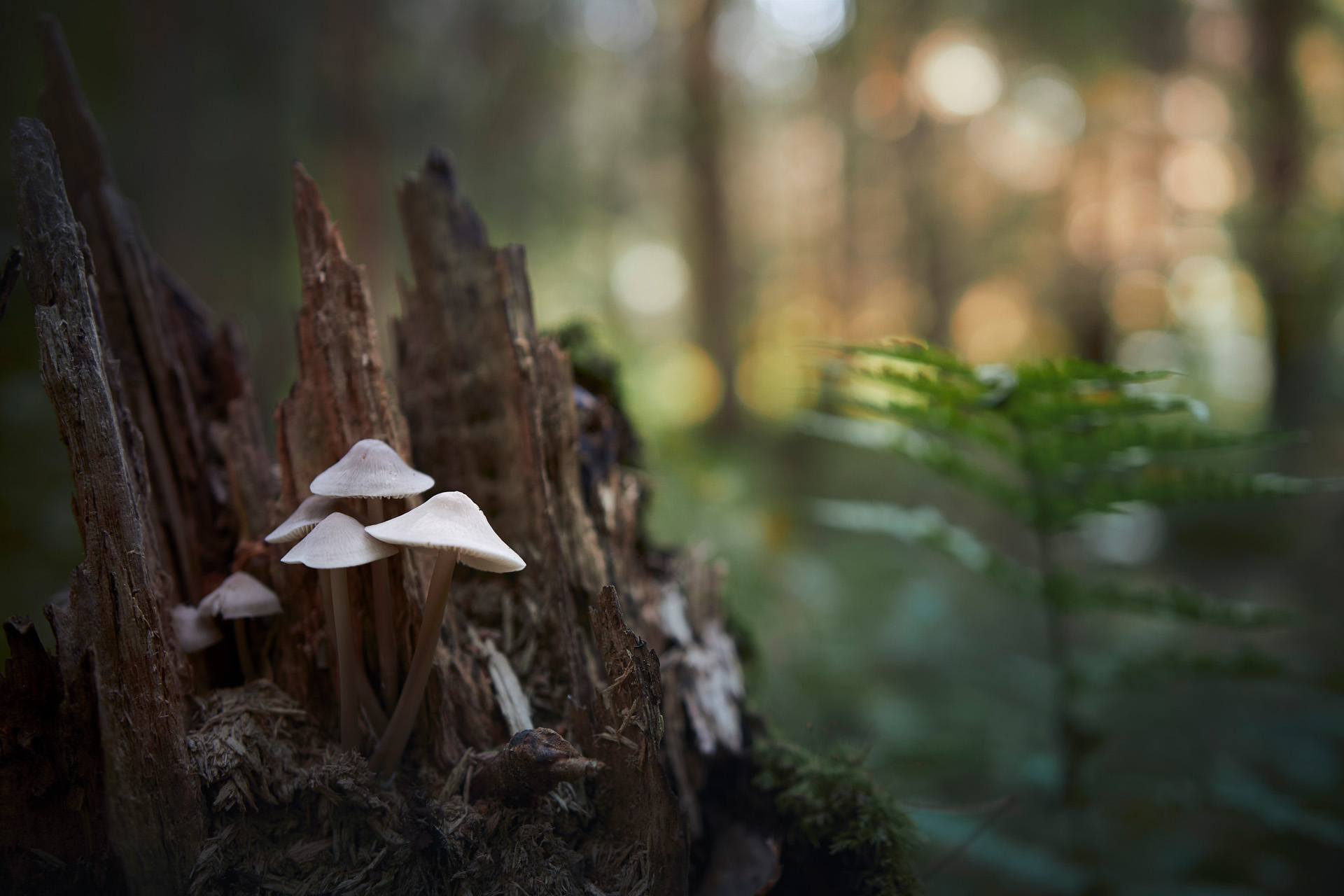 грибы, лес, Валерий Вождаев