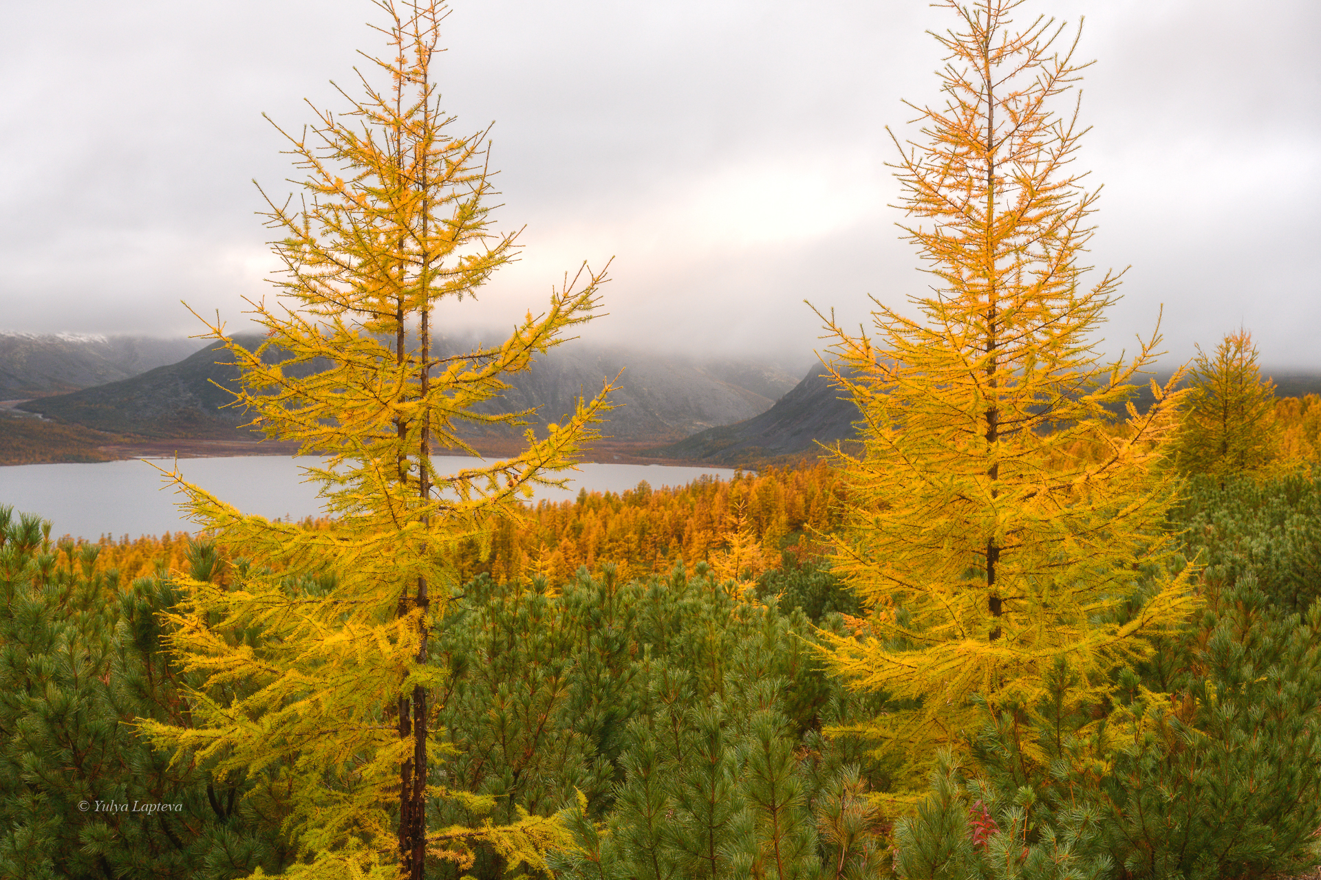 колыма, озеро джека лондона, золотая осень, магаданская область, Юлия Лаптева