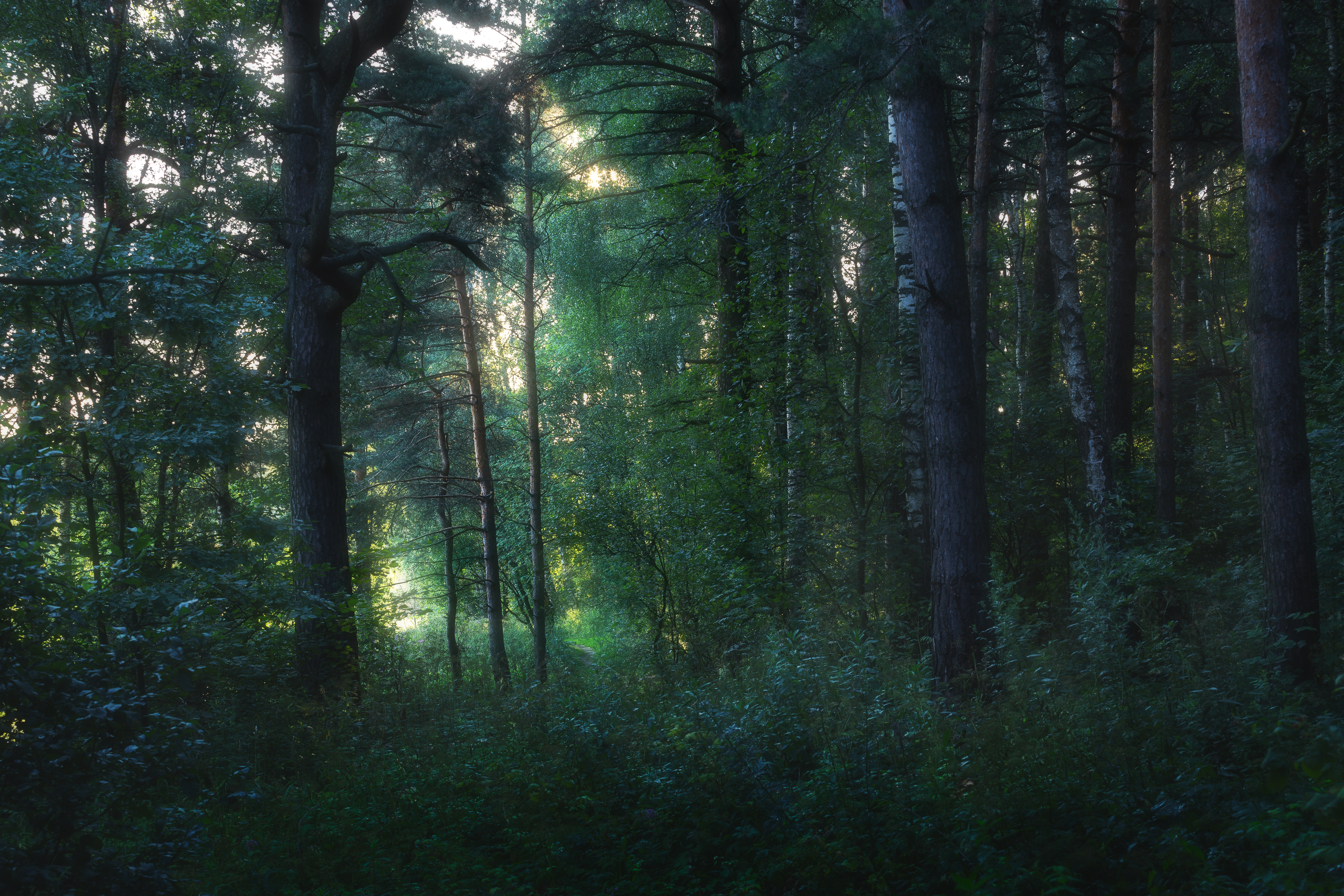 утро, рассвет, пейзаж, утро в лесу, природа, Мартыненко Дмитрий