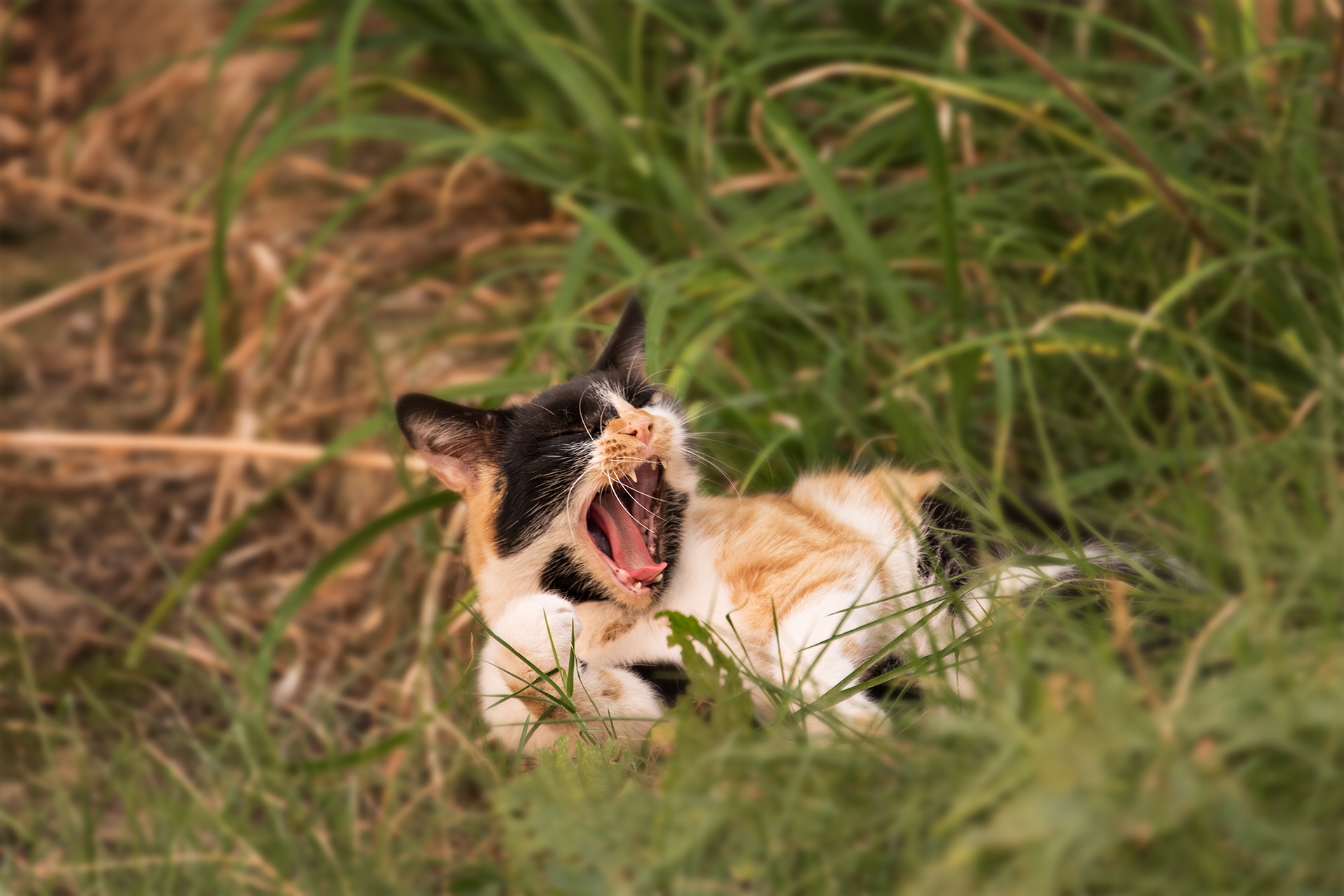 afternoon, animal, animals, cat, color, colors, green, nature, photography, yawn,, Dr Didi Baev