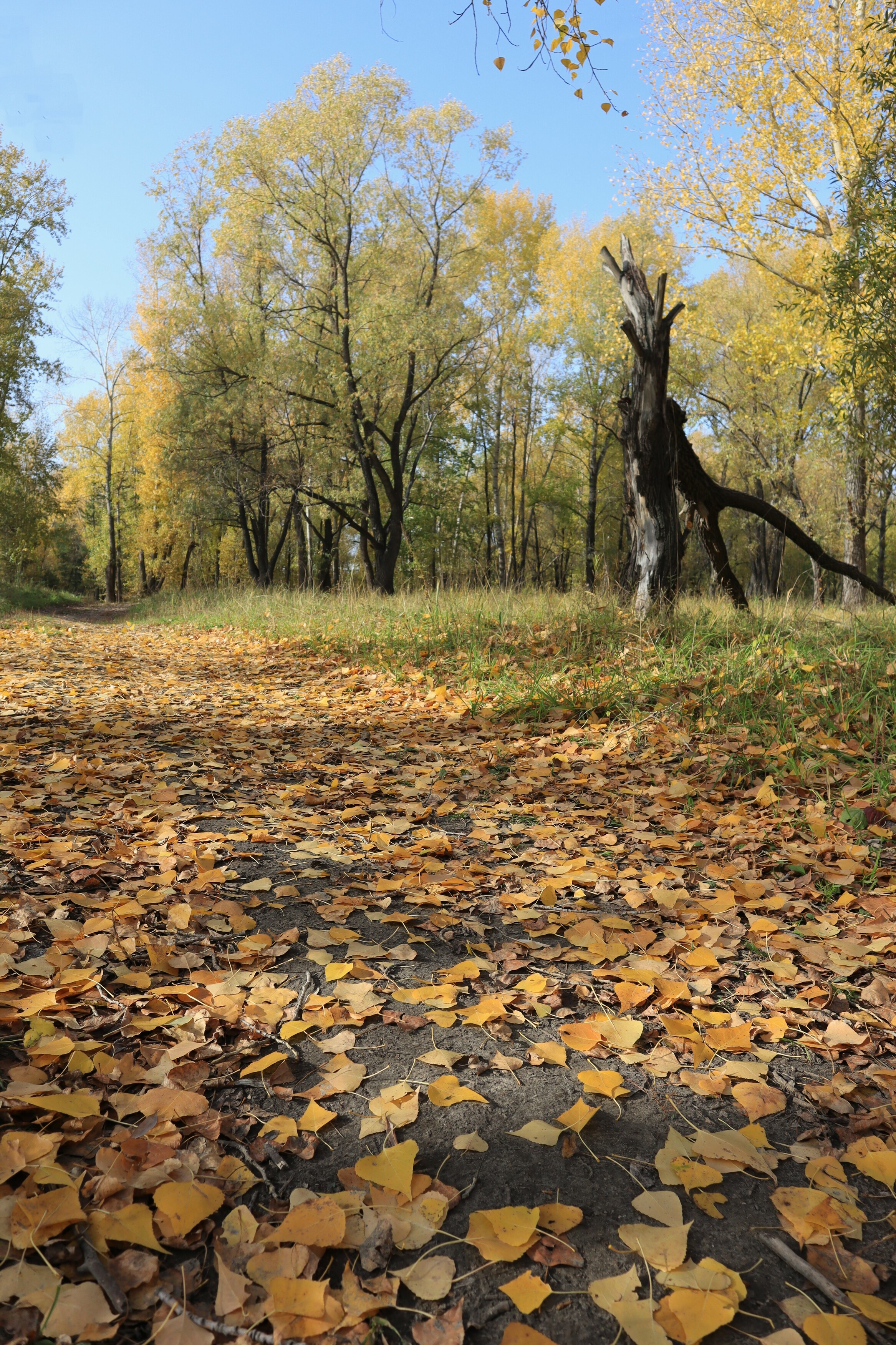 деревья,осень,природа,дорожка,листья, Козлова Галина