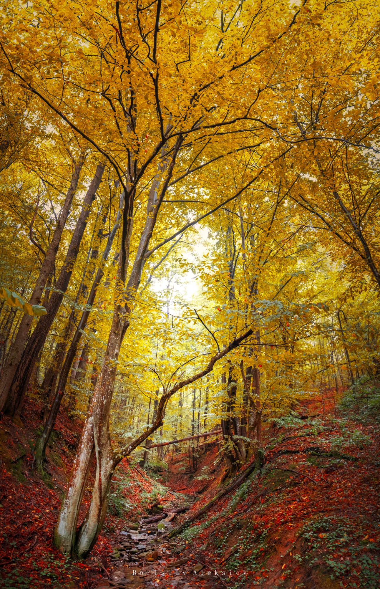 forest,travel,bulgaria,autumn,light,dark,stone,river,, Борислав Алексиев