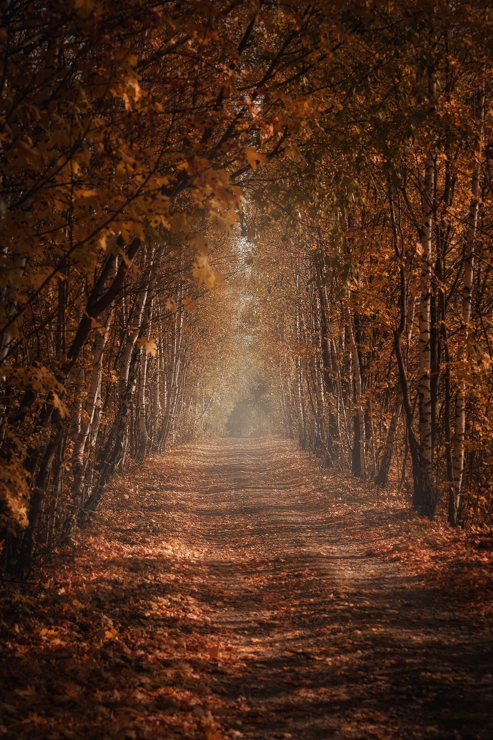 осень, листья, лес, пейзаж, Svetlana Smirnova