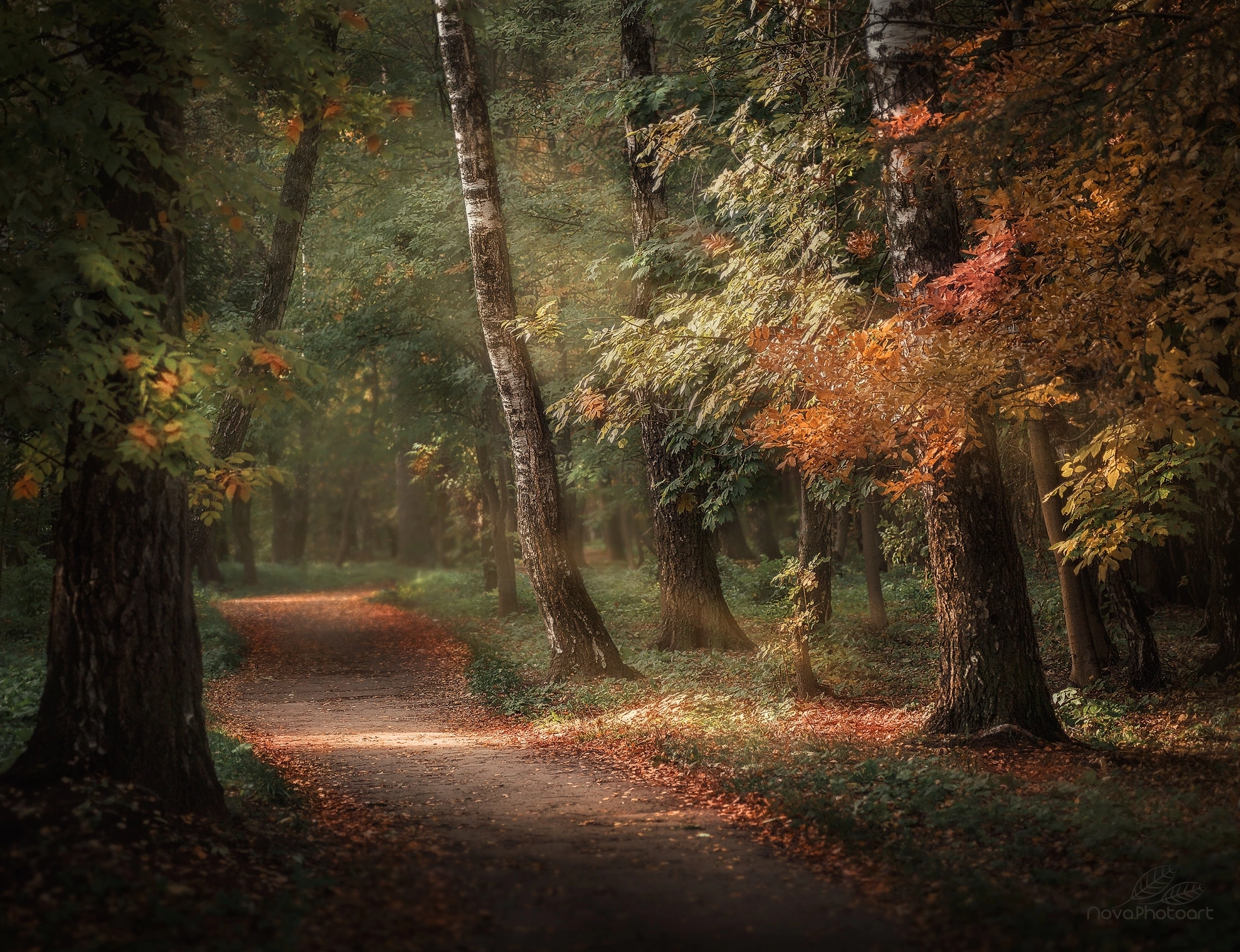 пейзаж, осень, осеннее, лес, деревья, листва, Svetlana Smirnova