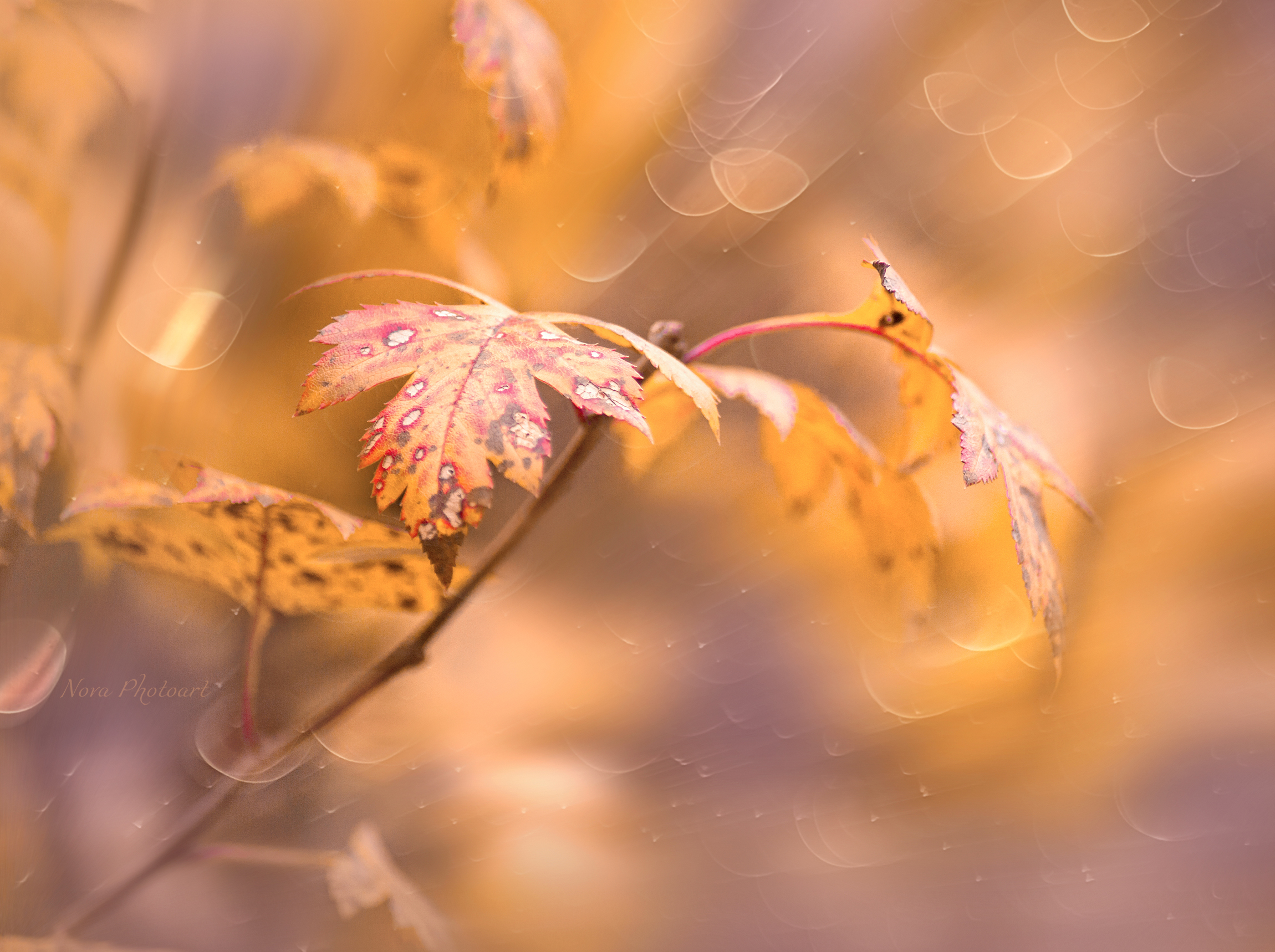 листва, осень, Svetlana Smirnova