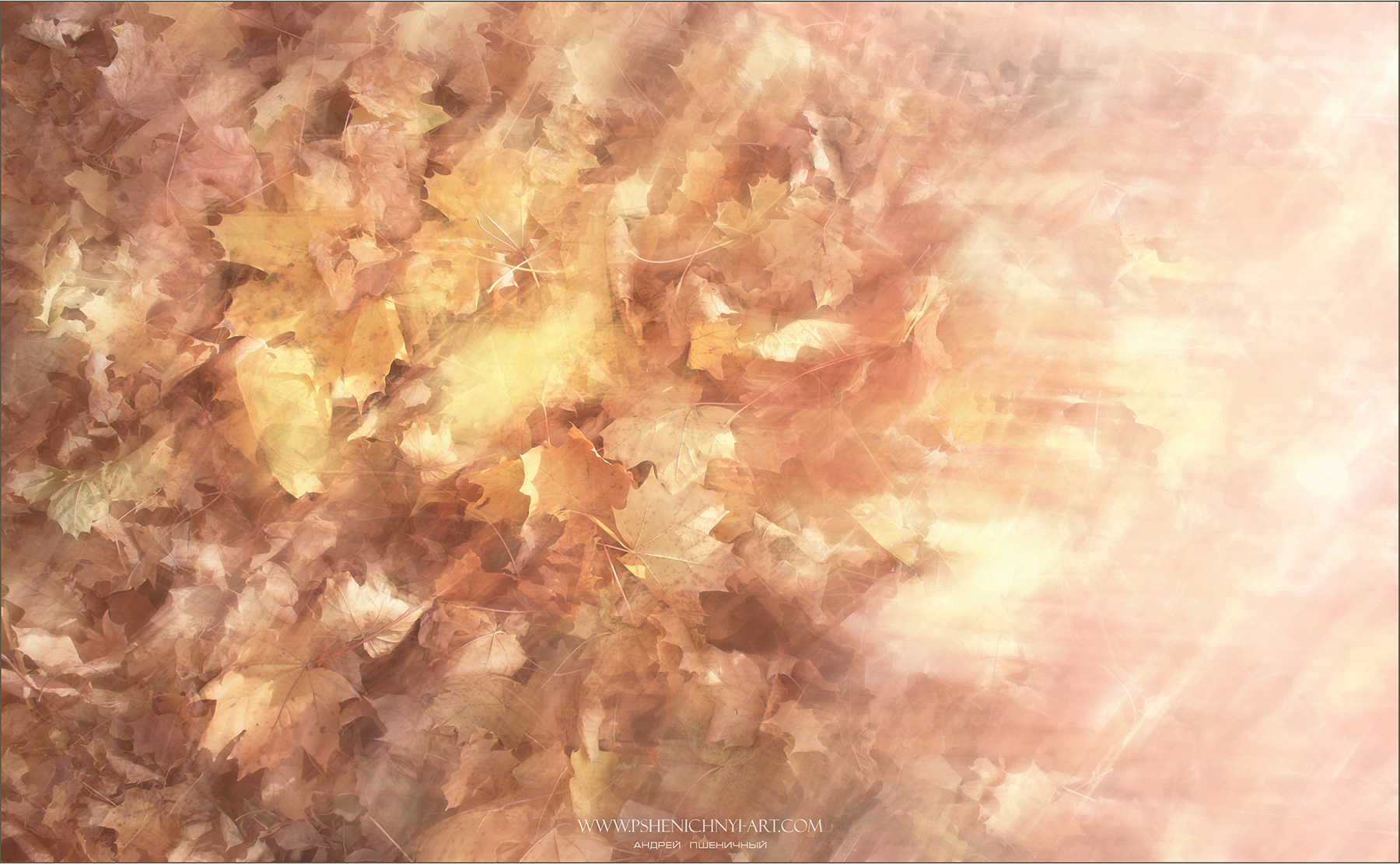осень, опавшие листья, клён, утро, свет, абстракция, минимализм, октябрь, Пшеничный Андрей