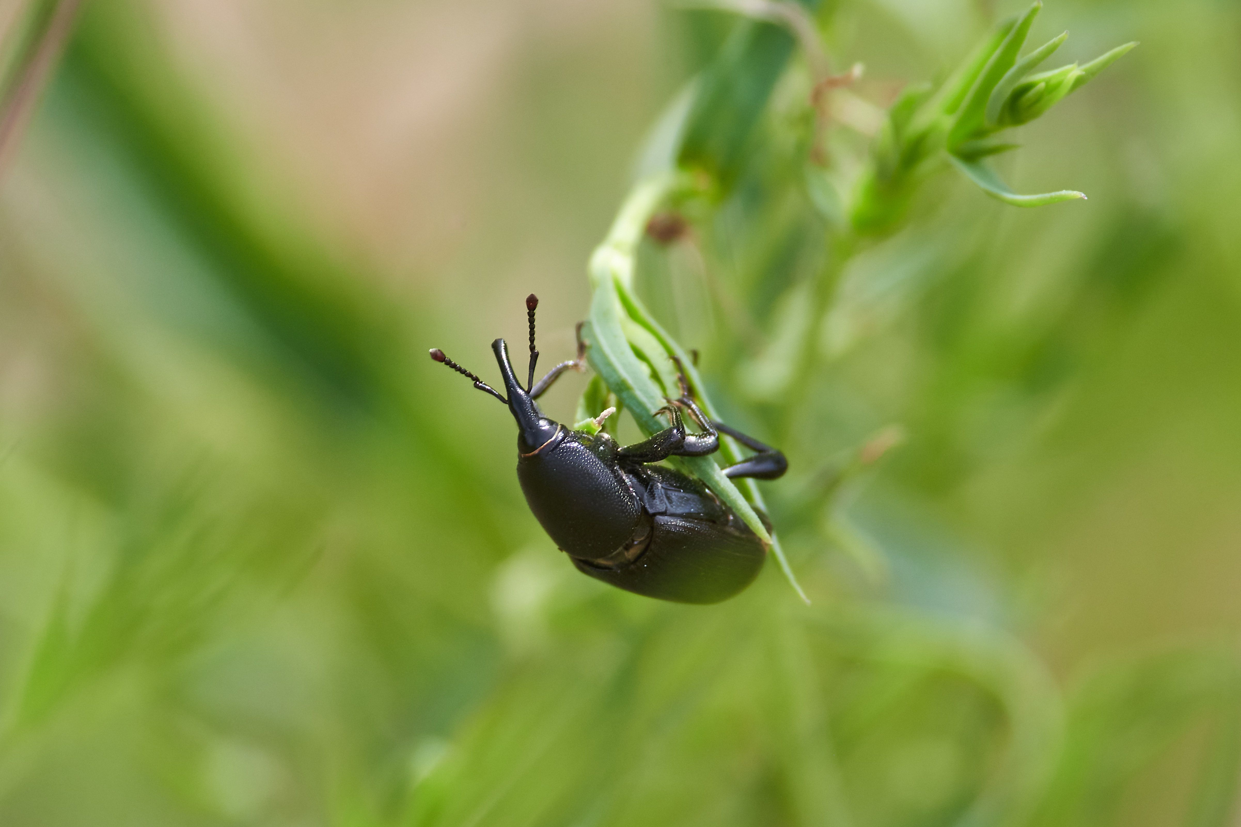 Curculionidae, macro, macro photo, volgograd, russia, wildlife, , Сторчилов Павел