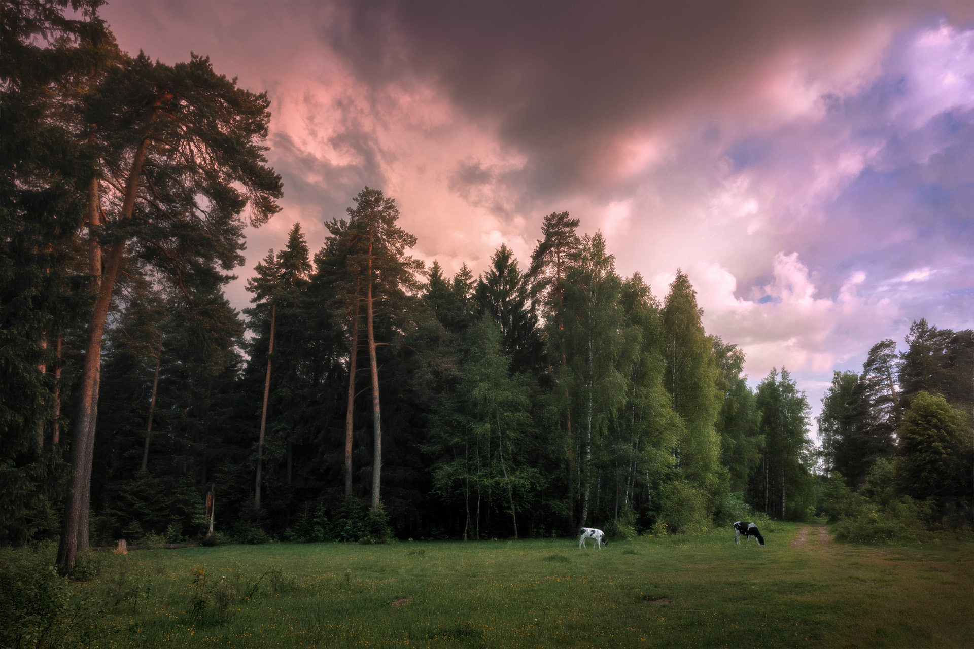 лес, небо, коровы, деревья, Валерий Вождаев
