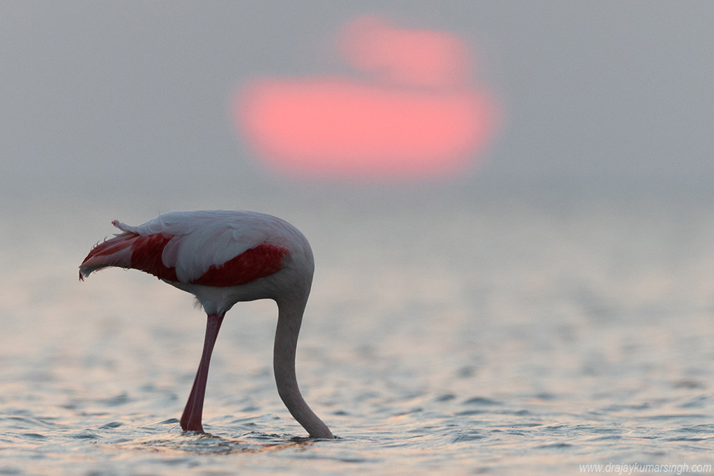 Greater flamingos feeding during sunrise, Dr Ajay Kumar Singh