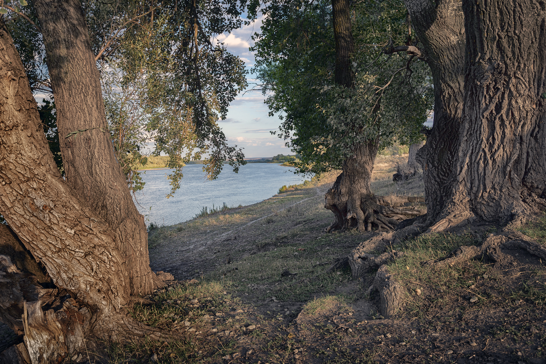 деревья, корни, дон, река,тополь, Сергей Аникин