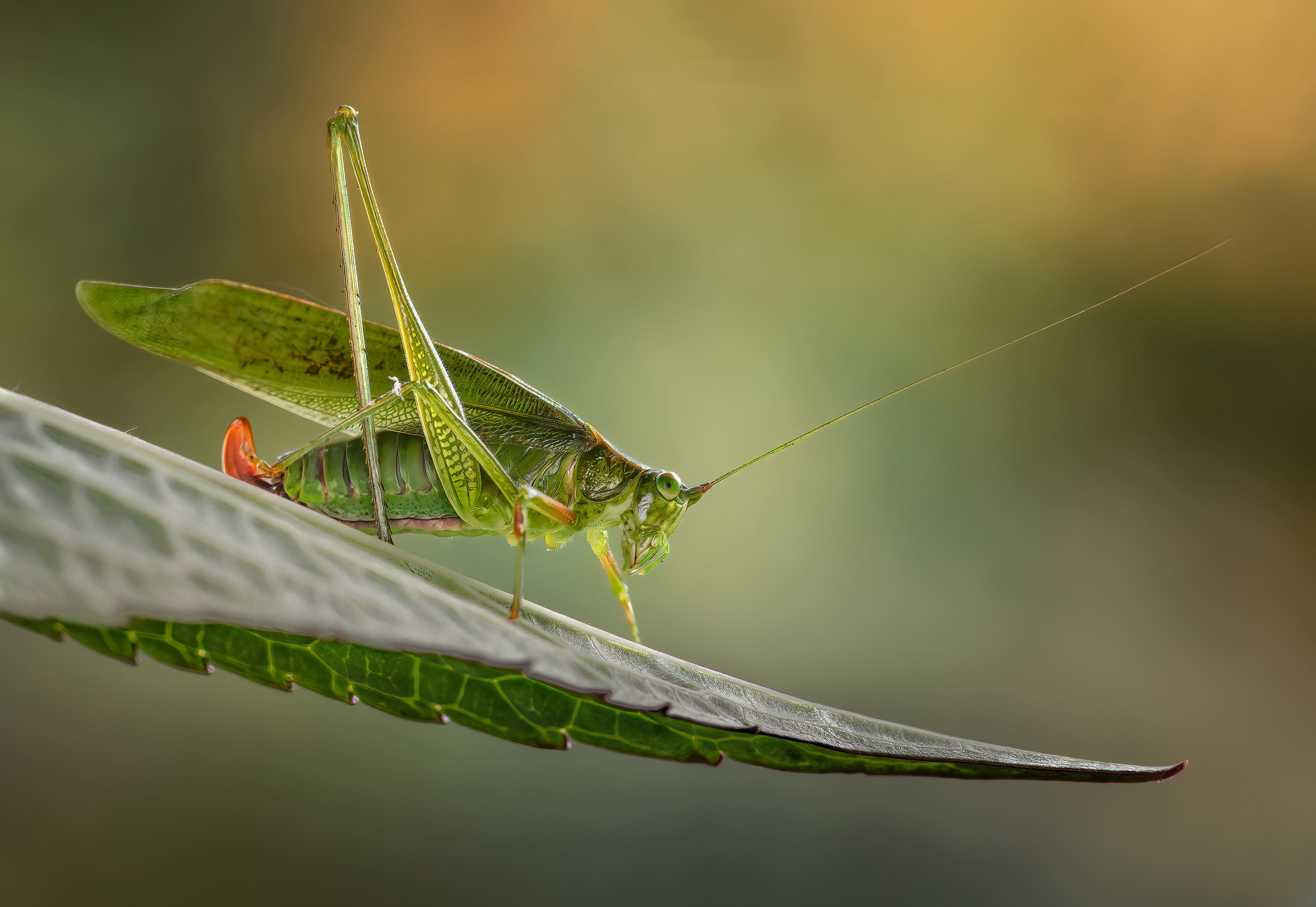 insect, hopper, grasshopper, grasshoppers, beetle, bug, bugs, leaf, grass, macro, spring, love,, Atul Saluja