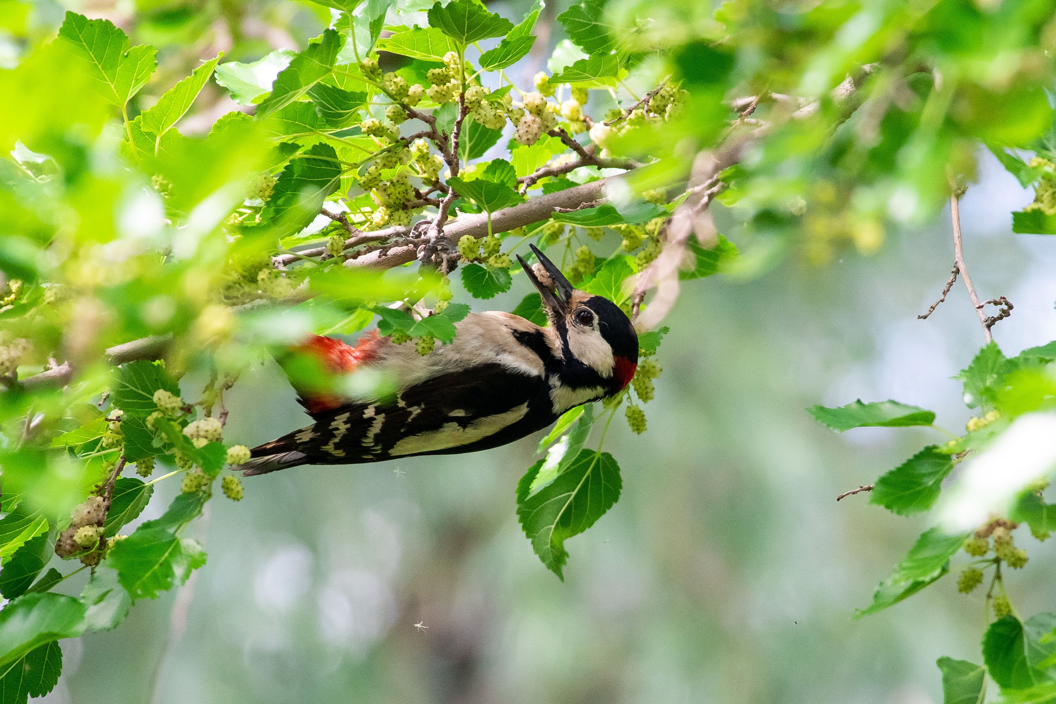 volgogad, russia, wildlife, bird, birds, birdswatching, volgograd, russia, wildlife, Dendrocopos major, , Сторчилов Павел