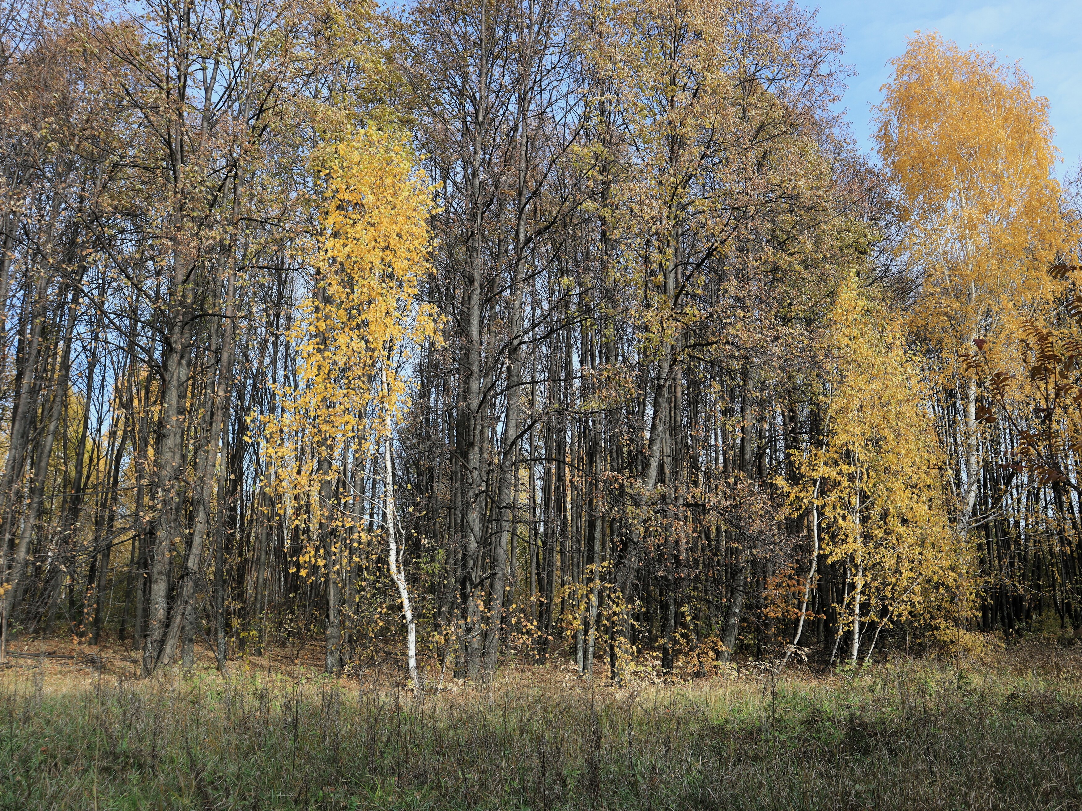 осень,деревья,берёзы,природа, Козлова Галина