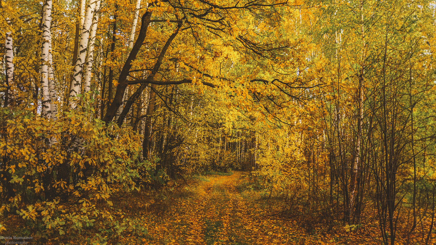 #nature #природа #yellow #autumn #осень, Denis Romanov