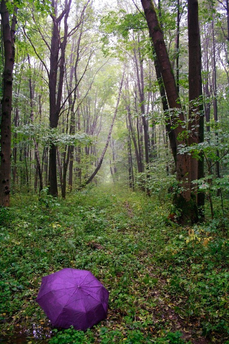 зонт,дождь,лес,лето,день,пасмурно, Дулов Валерий