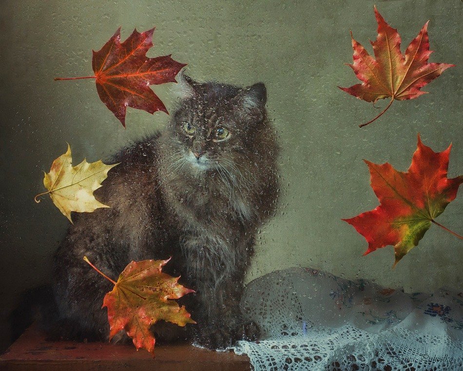 кот, мокрое стекло, осенние листья, Ирина Приходько