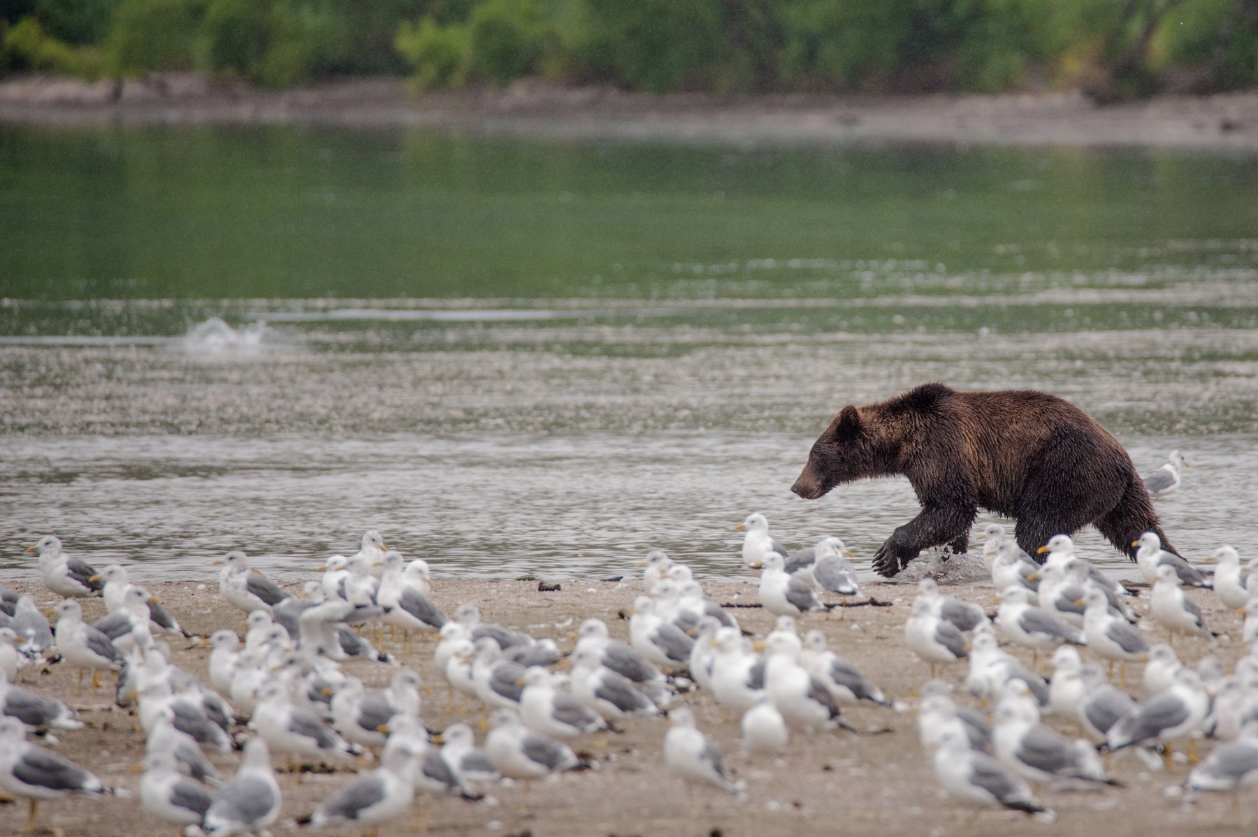 медведь, камчатка, чайка, курильское озеро, дикая природа, Igor Ivanko