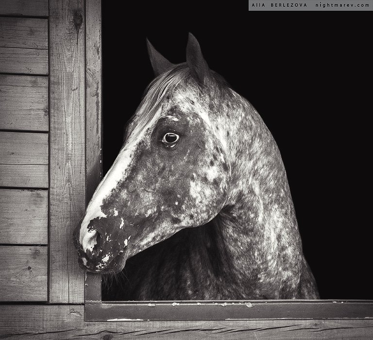 window, spot, Horse, Лошадь, конюшня, пятно, окно, Alla