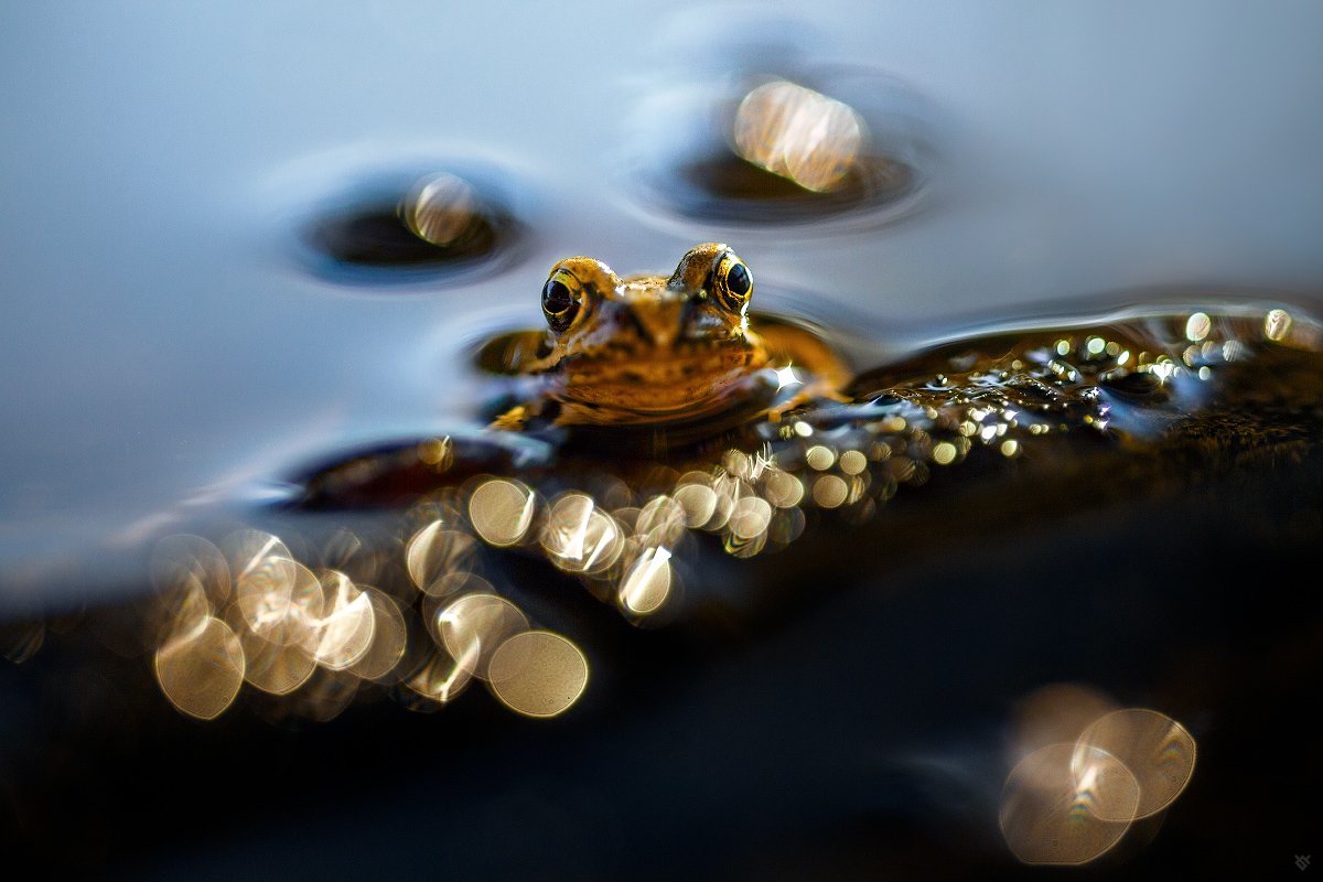 frog, golden hour, wild animals, nature,, Wojciech Grzanka