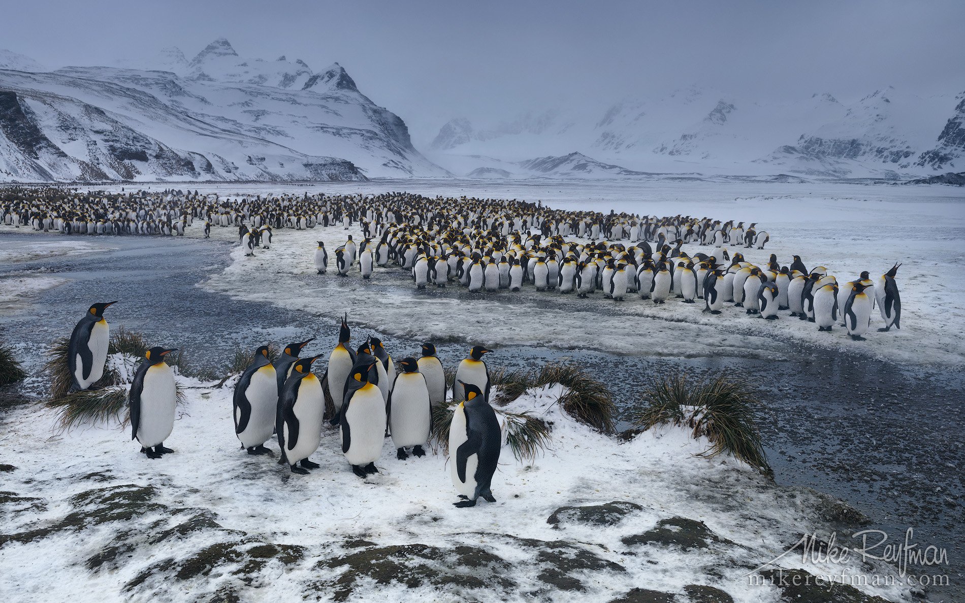 king penguins, salisbury plain, south georgia, sub-antarctic, Майк Рейфман